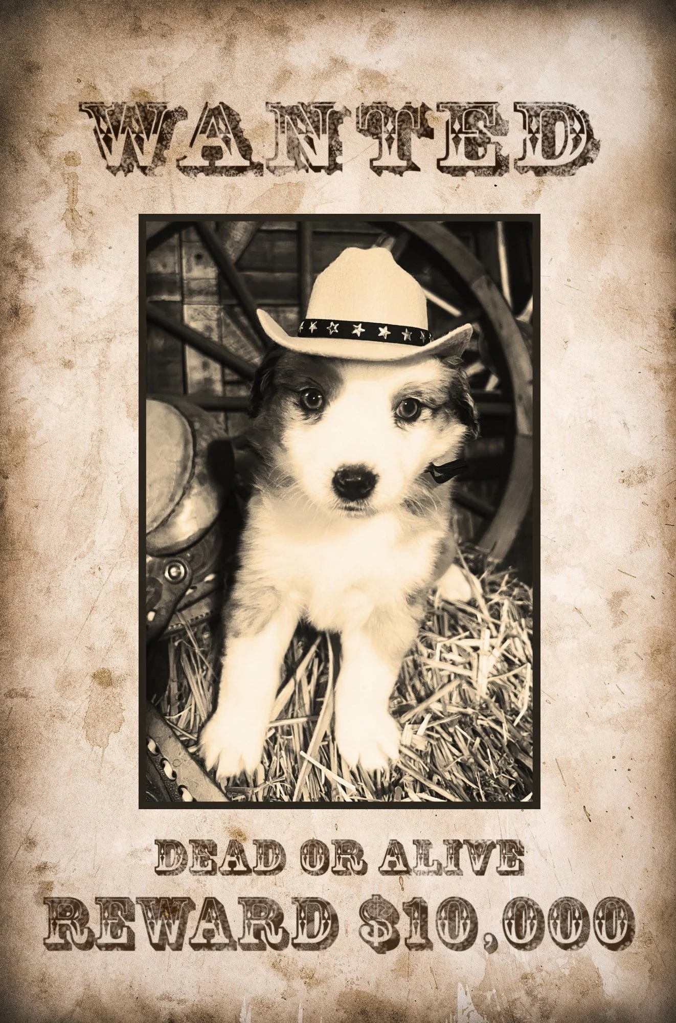 WANTED - 1.jpeg