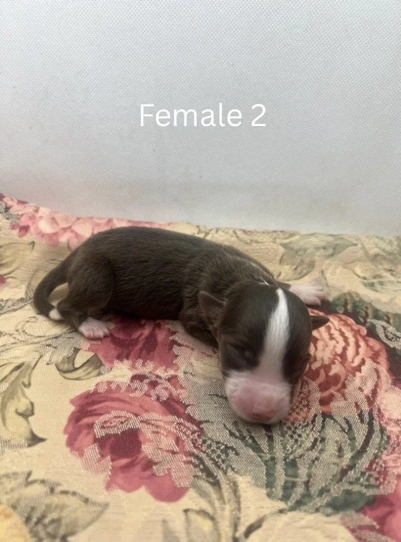 Blue Merle Female - 5.jpeg