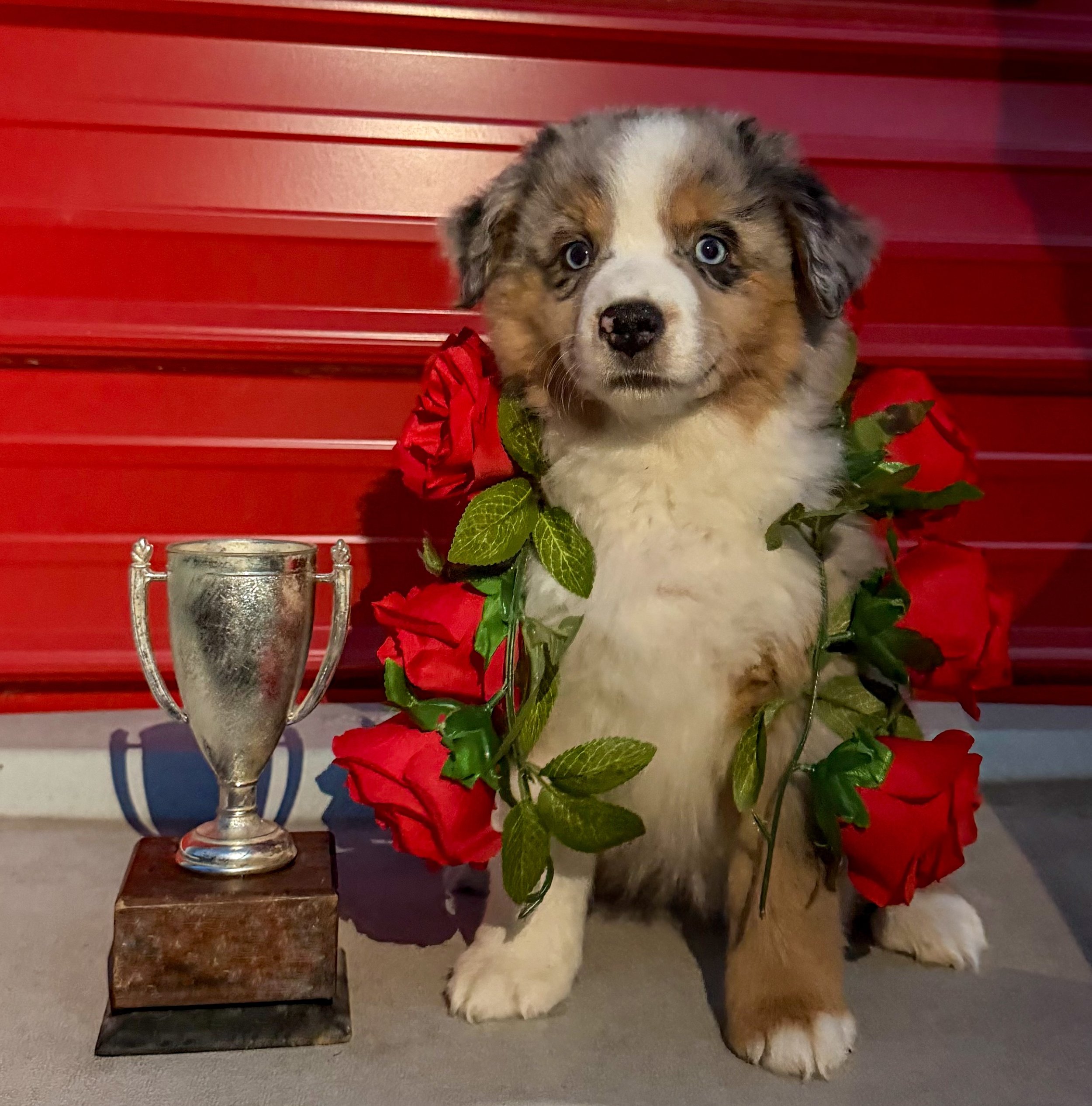 The winner of the Kenpuppy Derby!