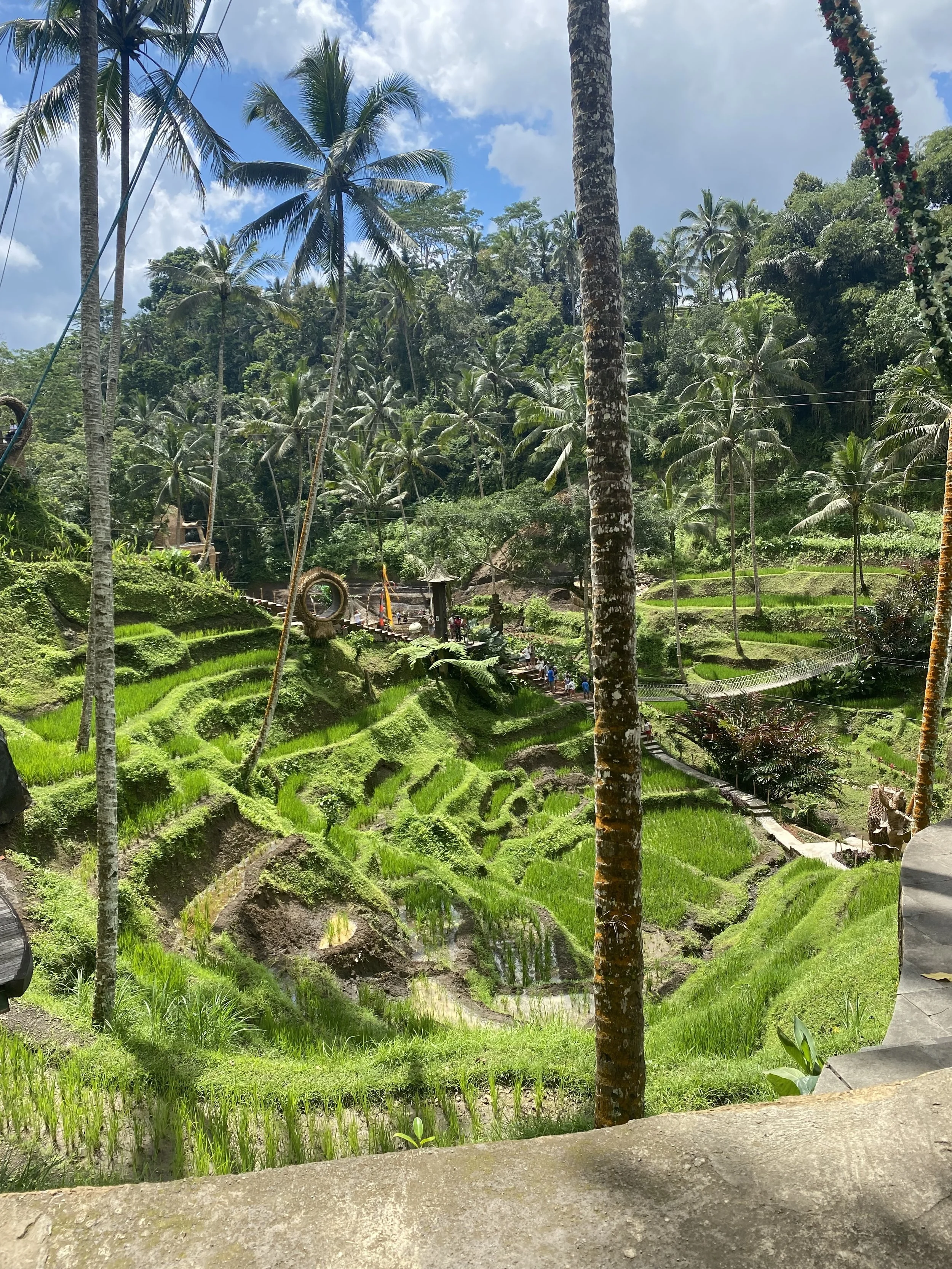 Lush green terraced rice fields surrounded by tall palm trees in a tropical landscape, with a pathway and some people in the background.