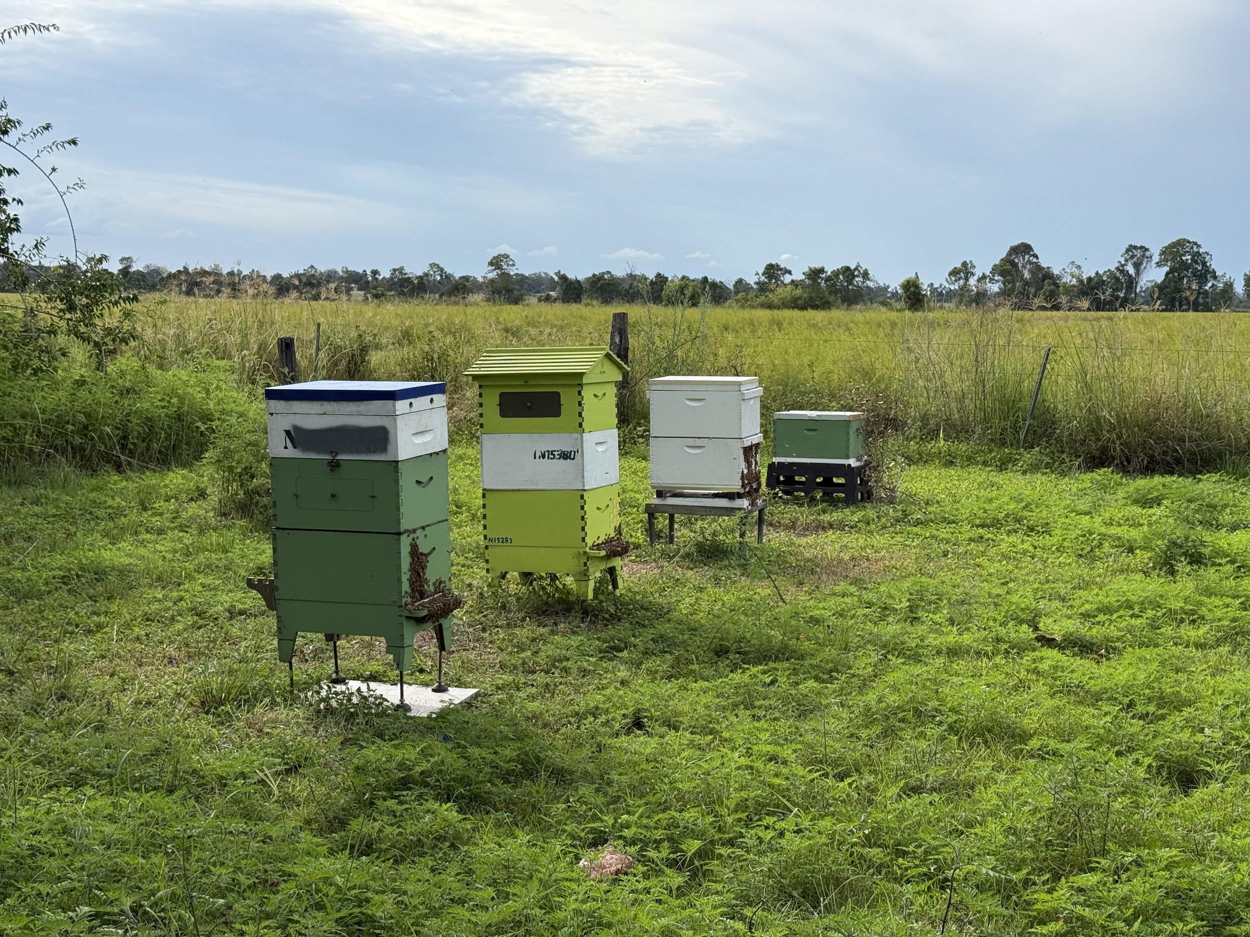 Varroa Wave Update:Adapting to Protect Our Bees