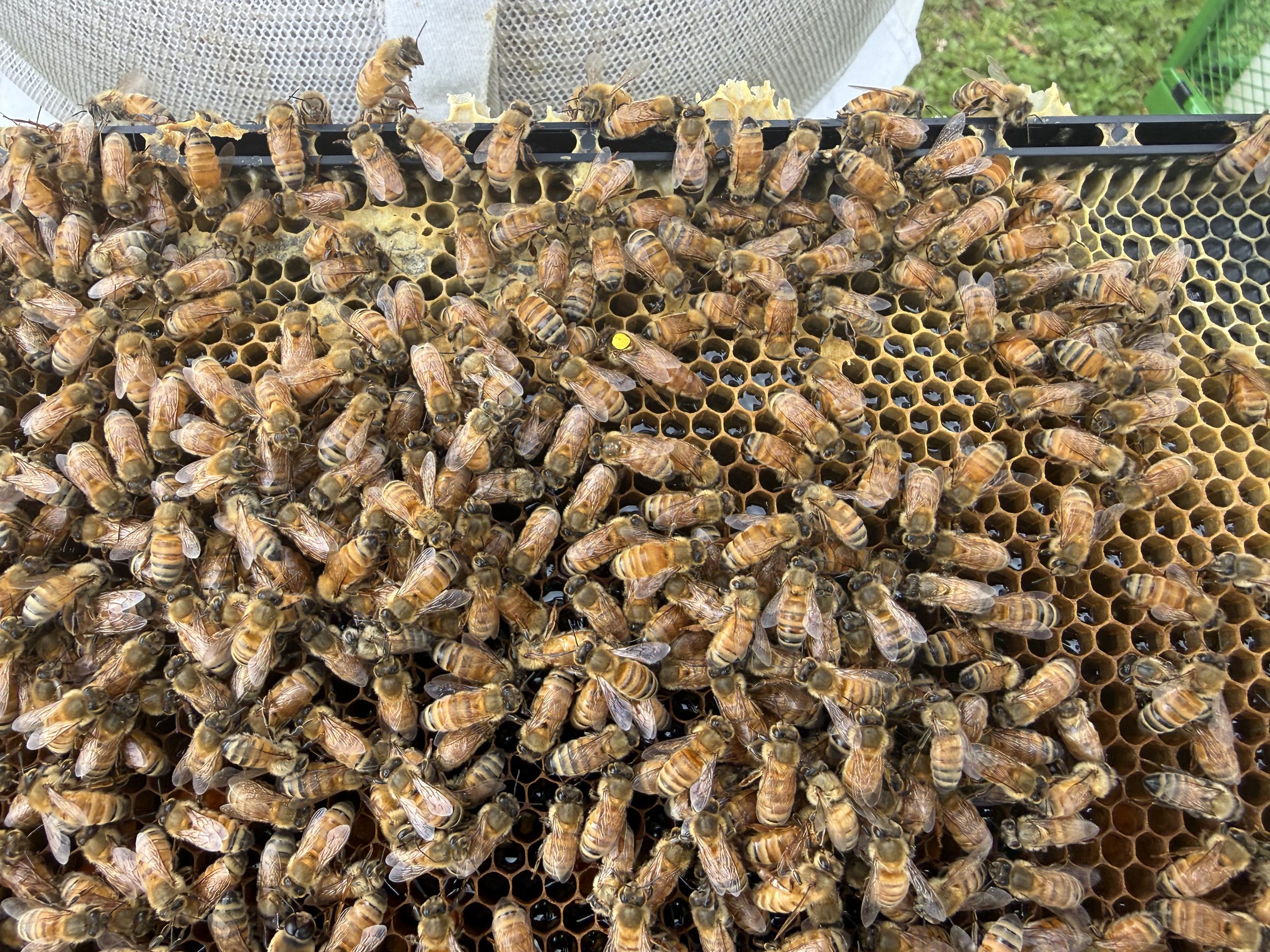 What Comes After Varroa? Our Approach in the Hives