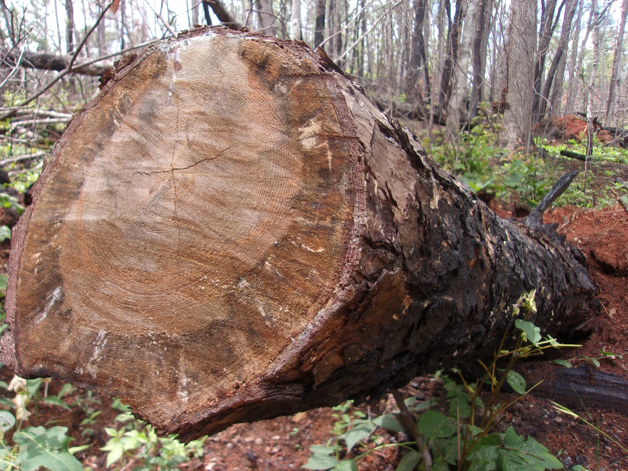 faces_3 | june 7, 2025