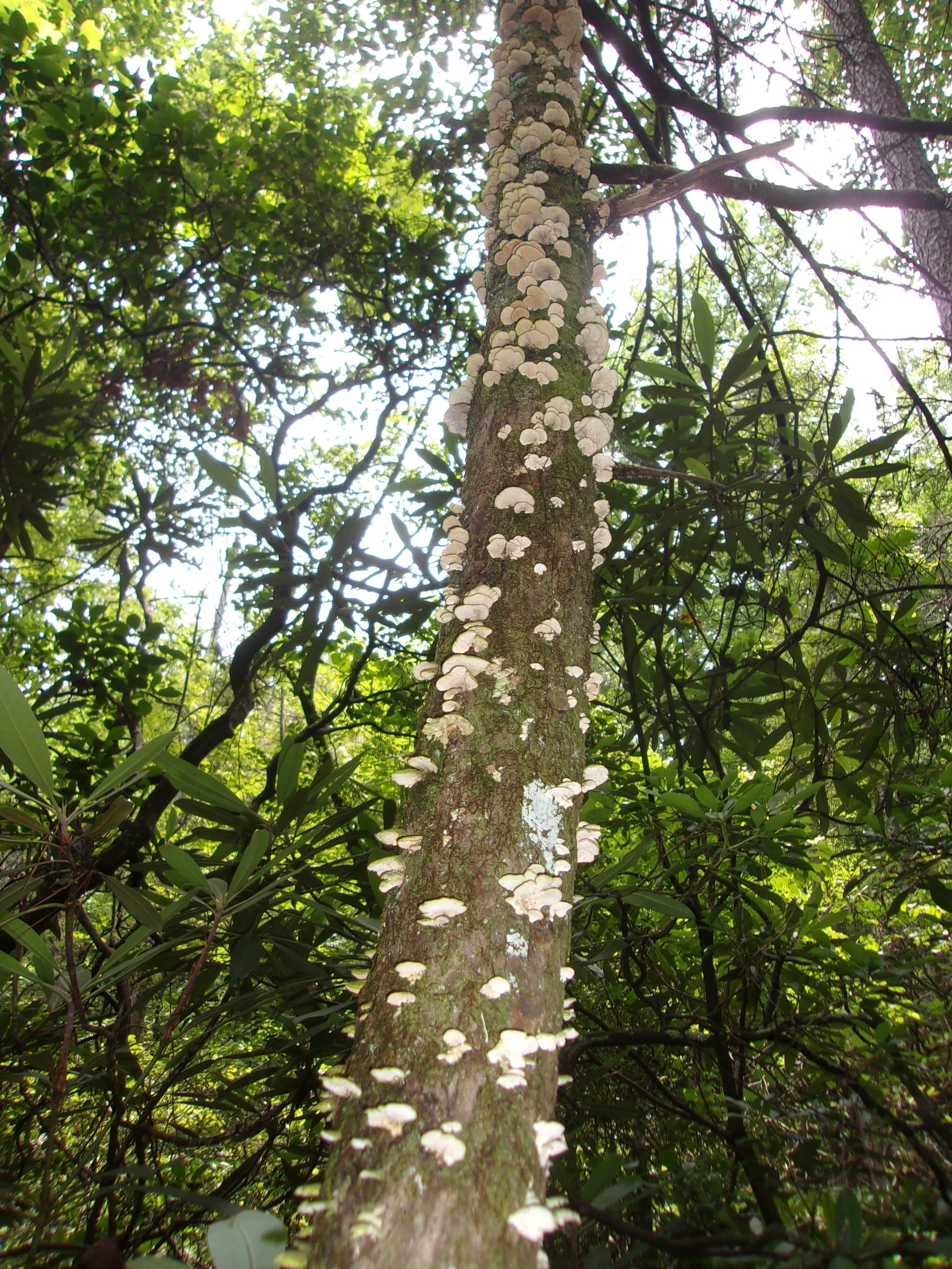 rebirth_1 | june 7, 2025