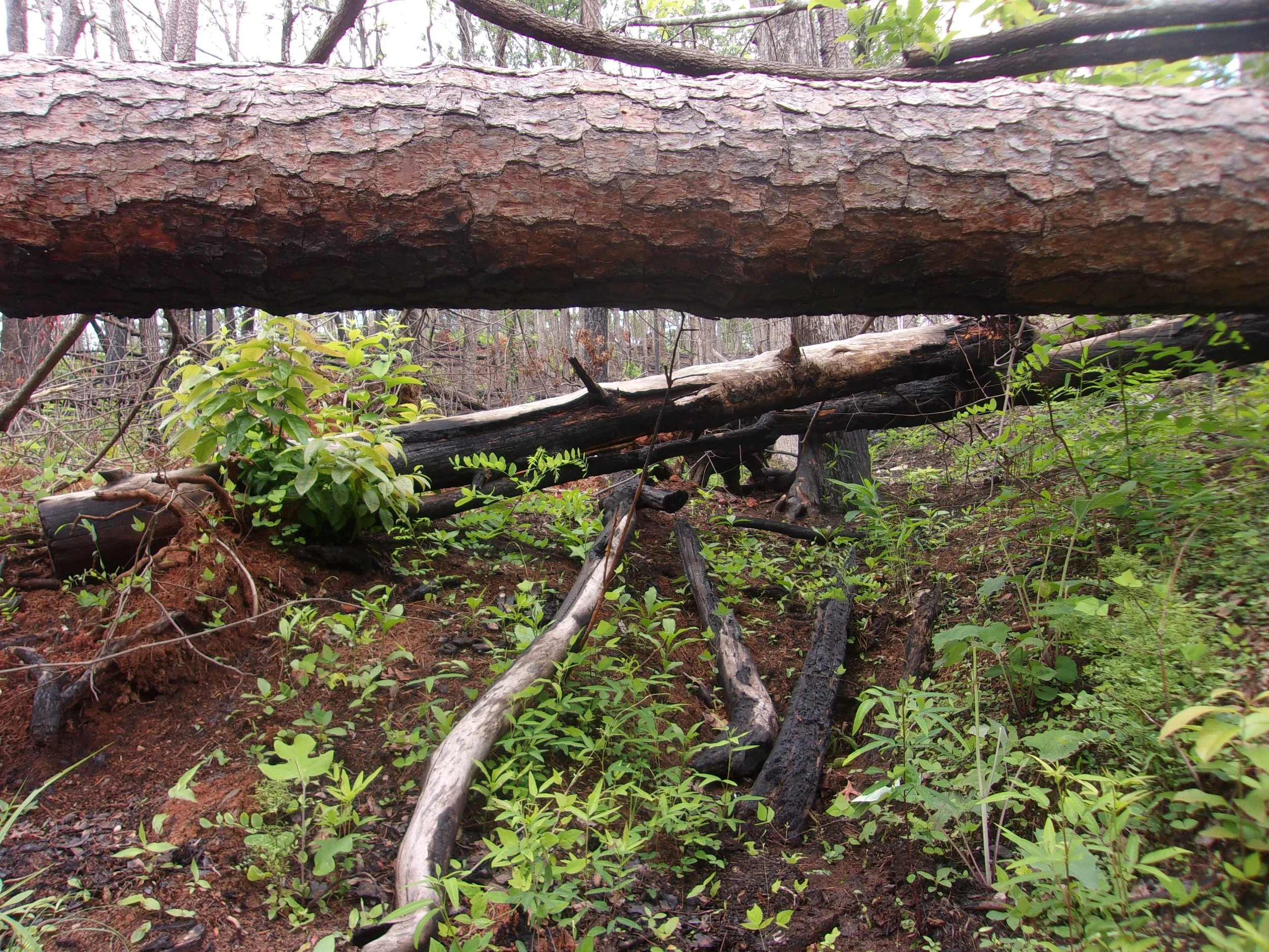 bodies_1 | june 7, 2025