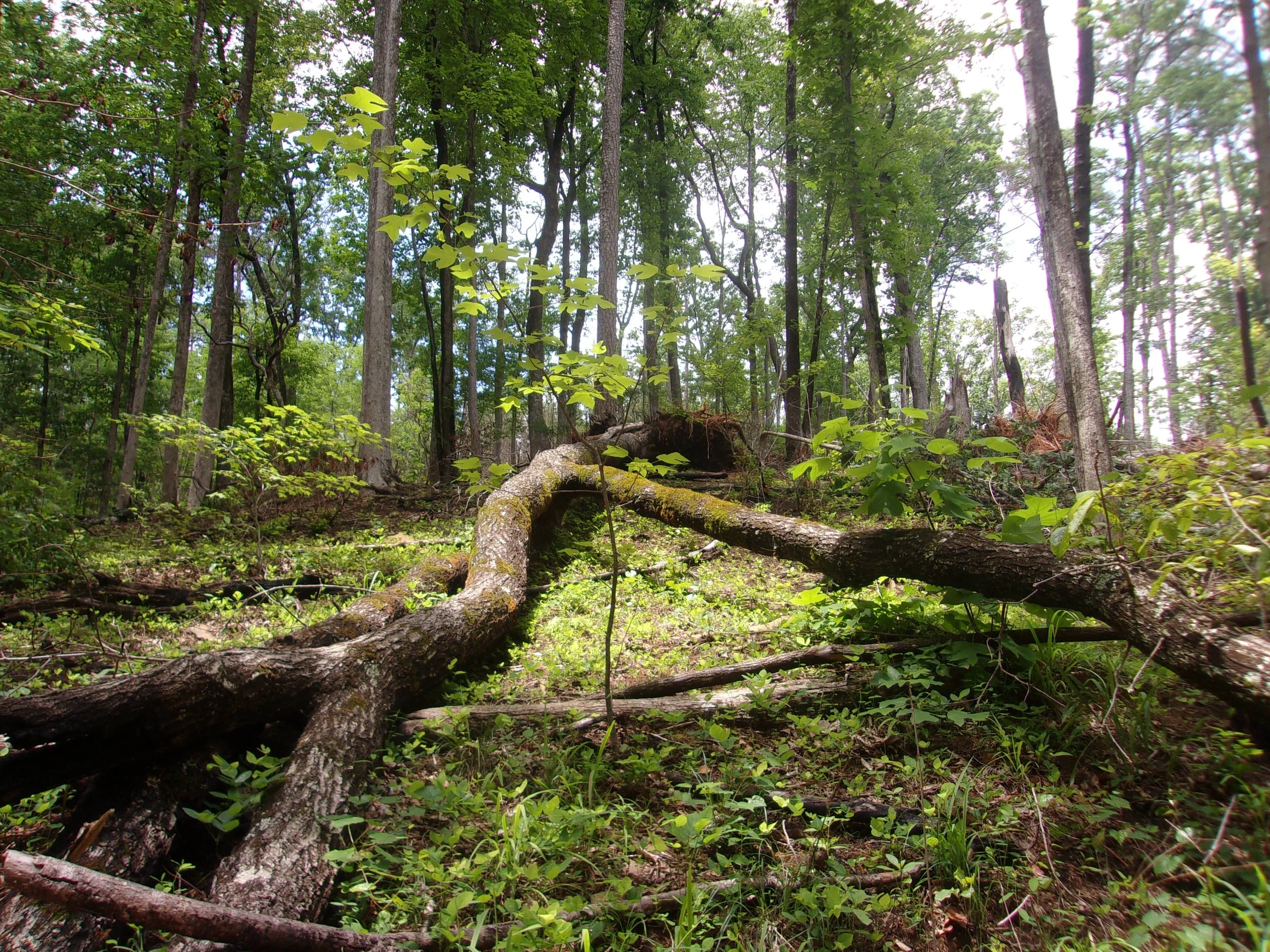 bodies_4 | june 7, 2025