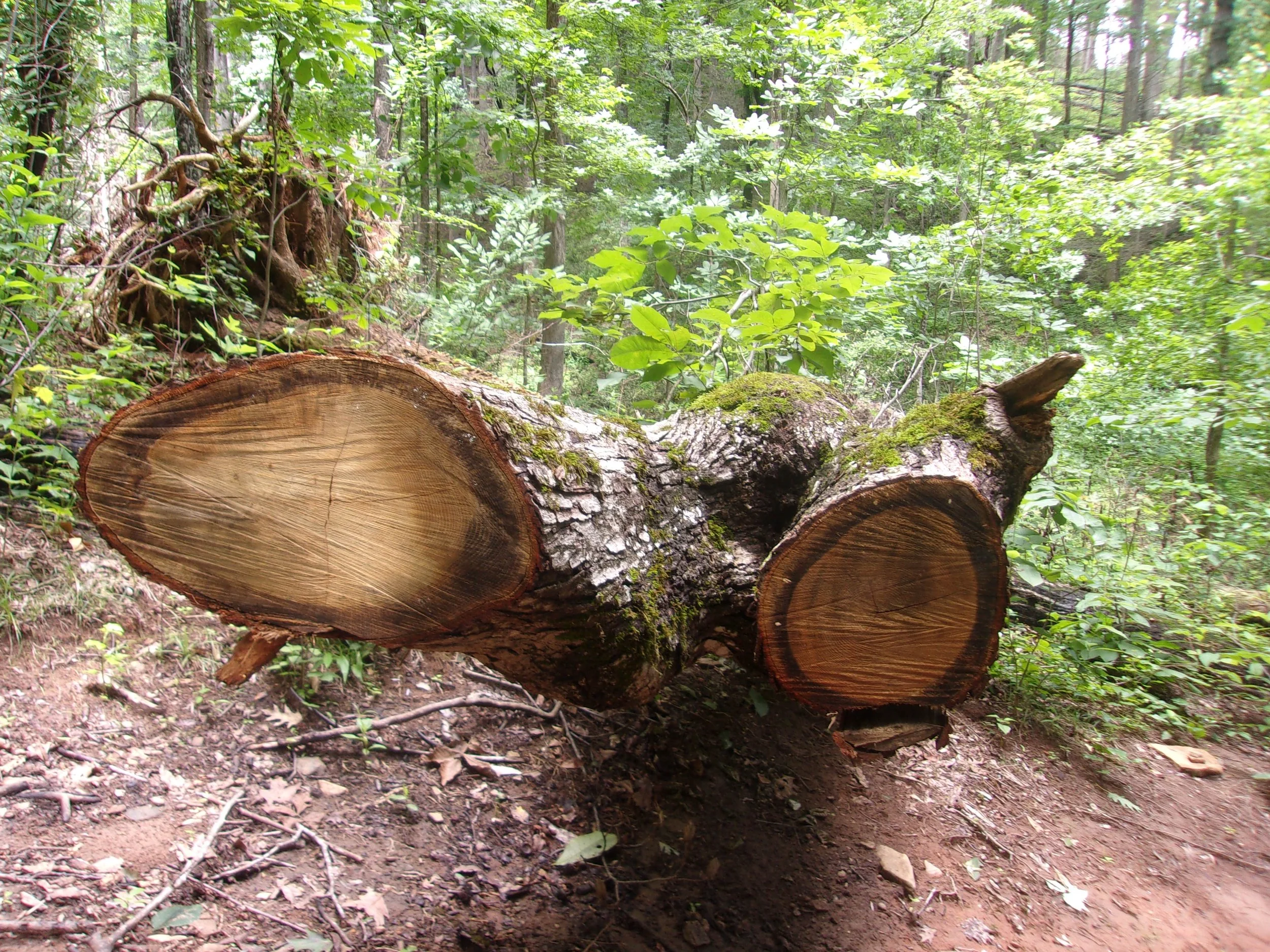 twin_faces | june 7, 2025