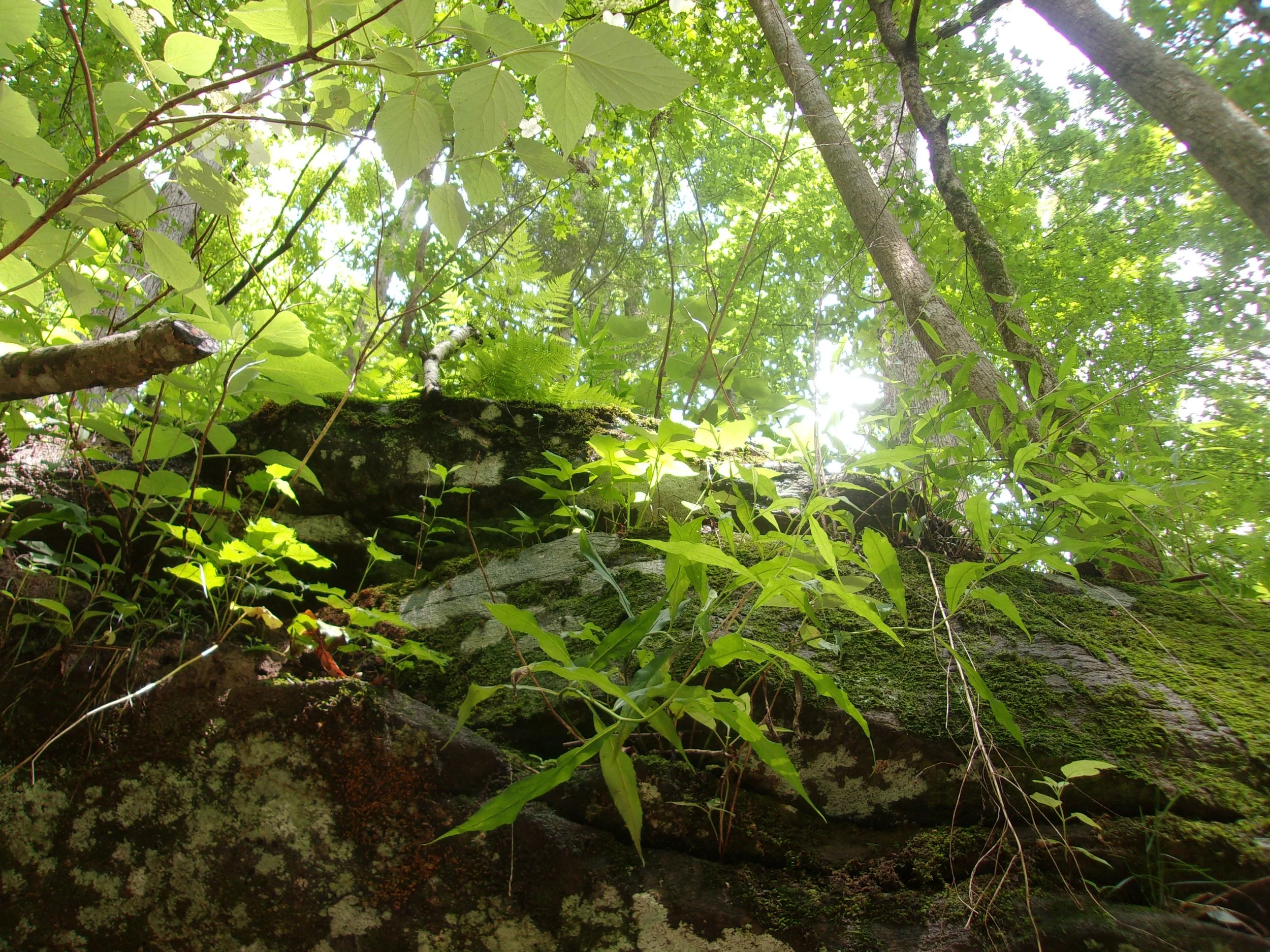 rebirth_2 | june 7, 2025