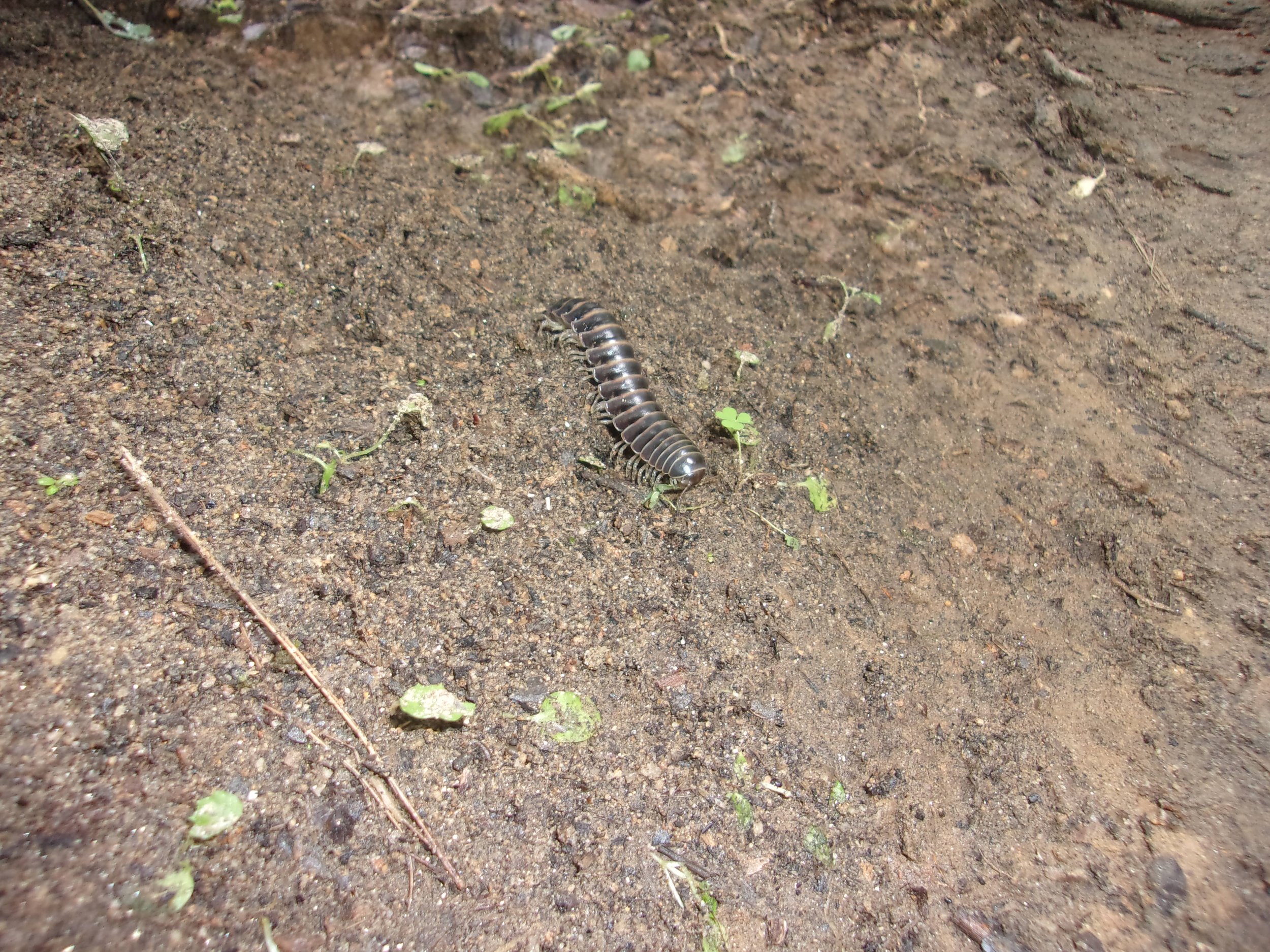 rebirth_4 | june 7, 2025