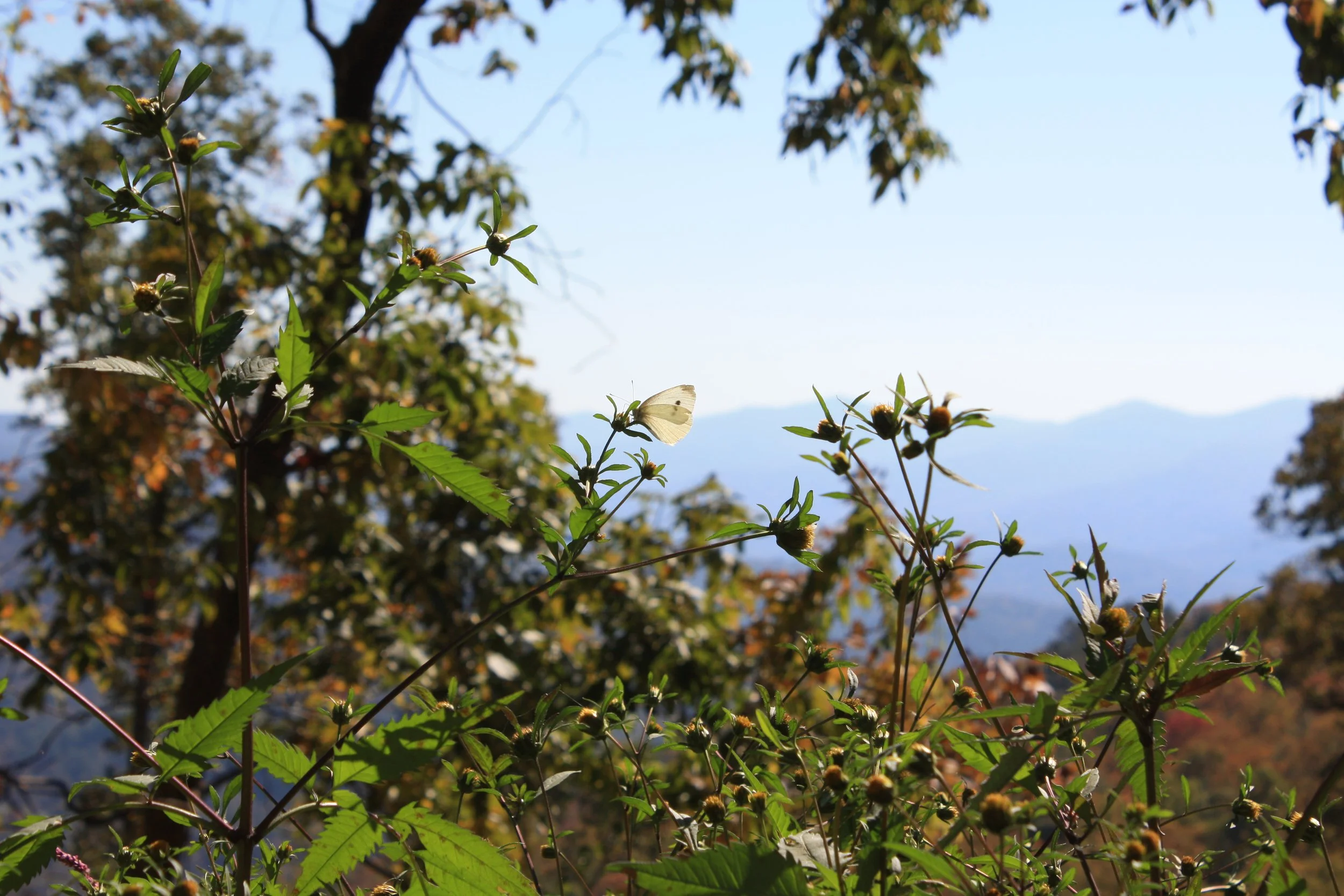 butterfly_effect | october 18, 2025