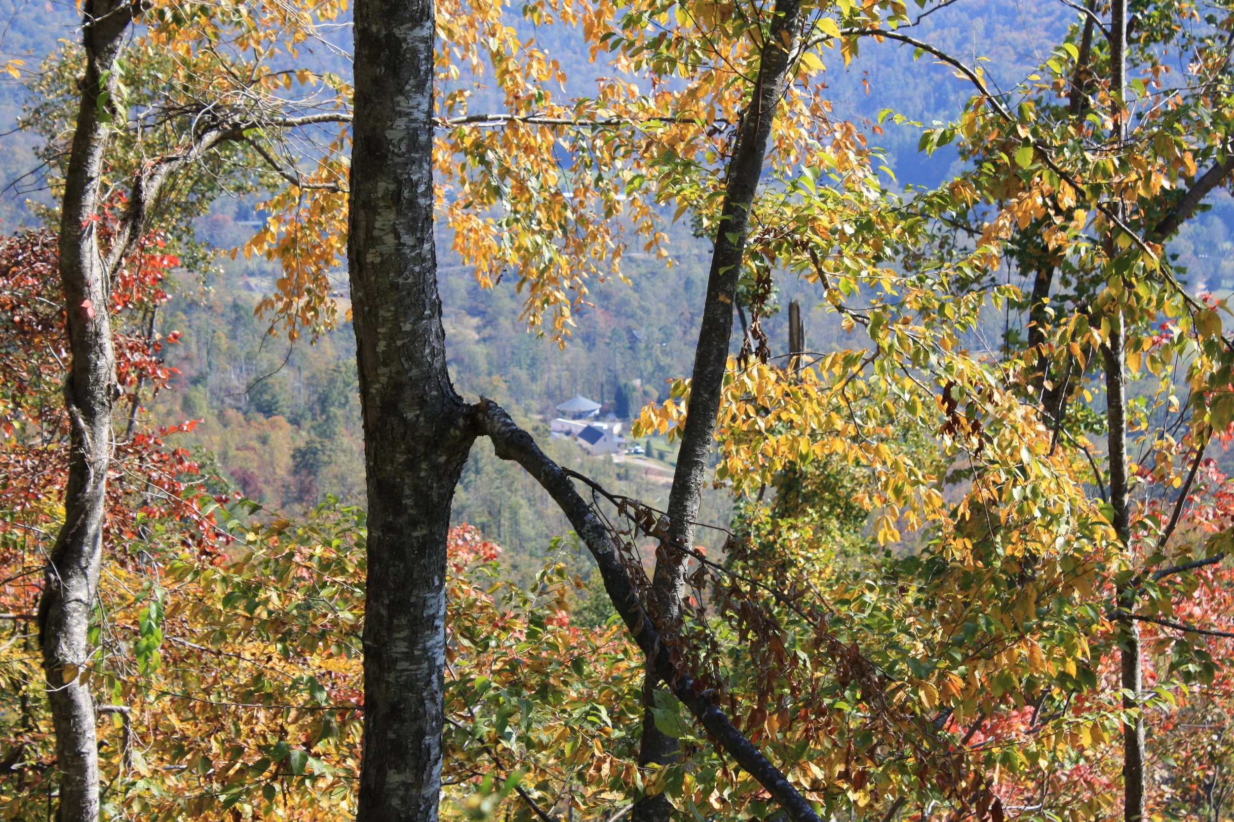 into_the_trees | october 18, 2025