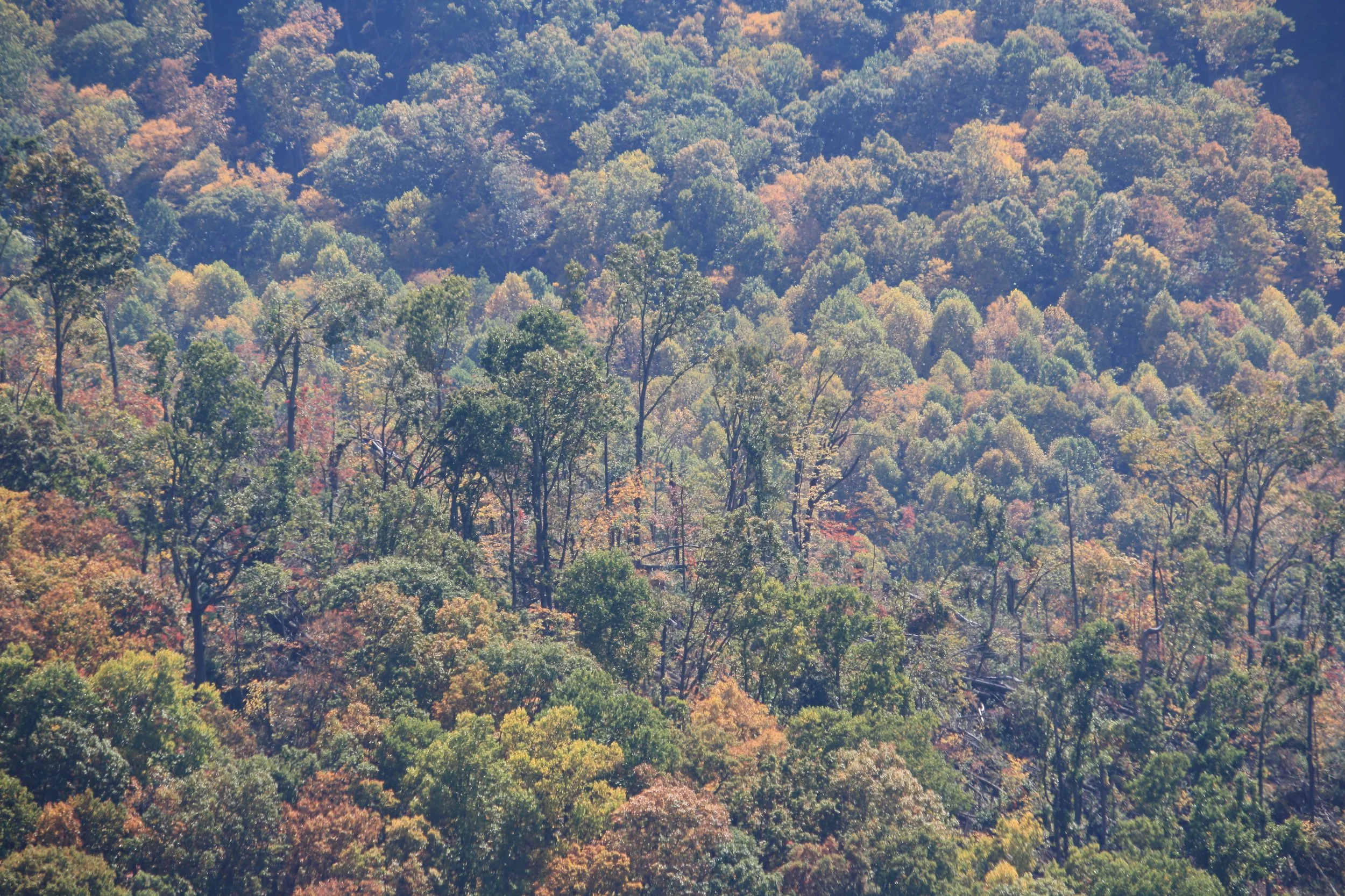 forest_2 | october 18, 2025