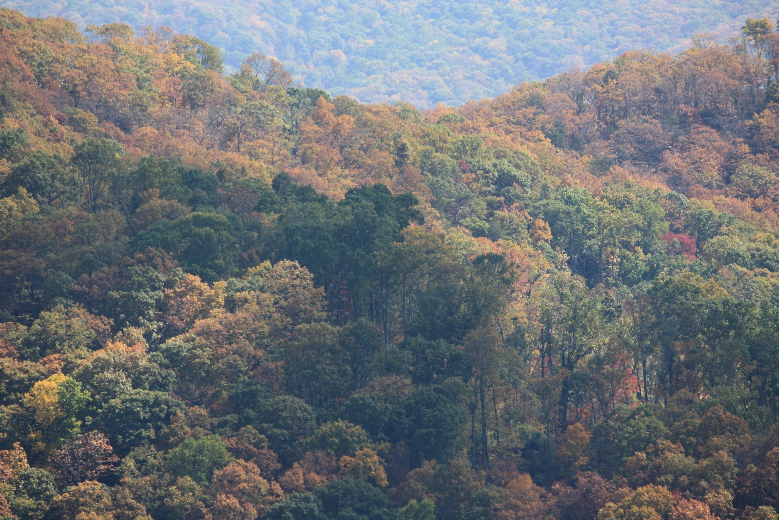 forest_1 | october 18, 2025