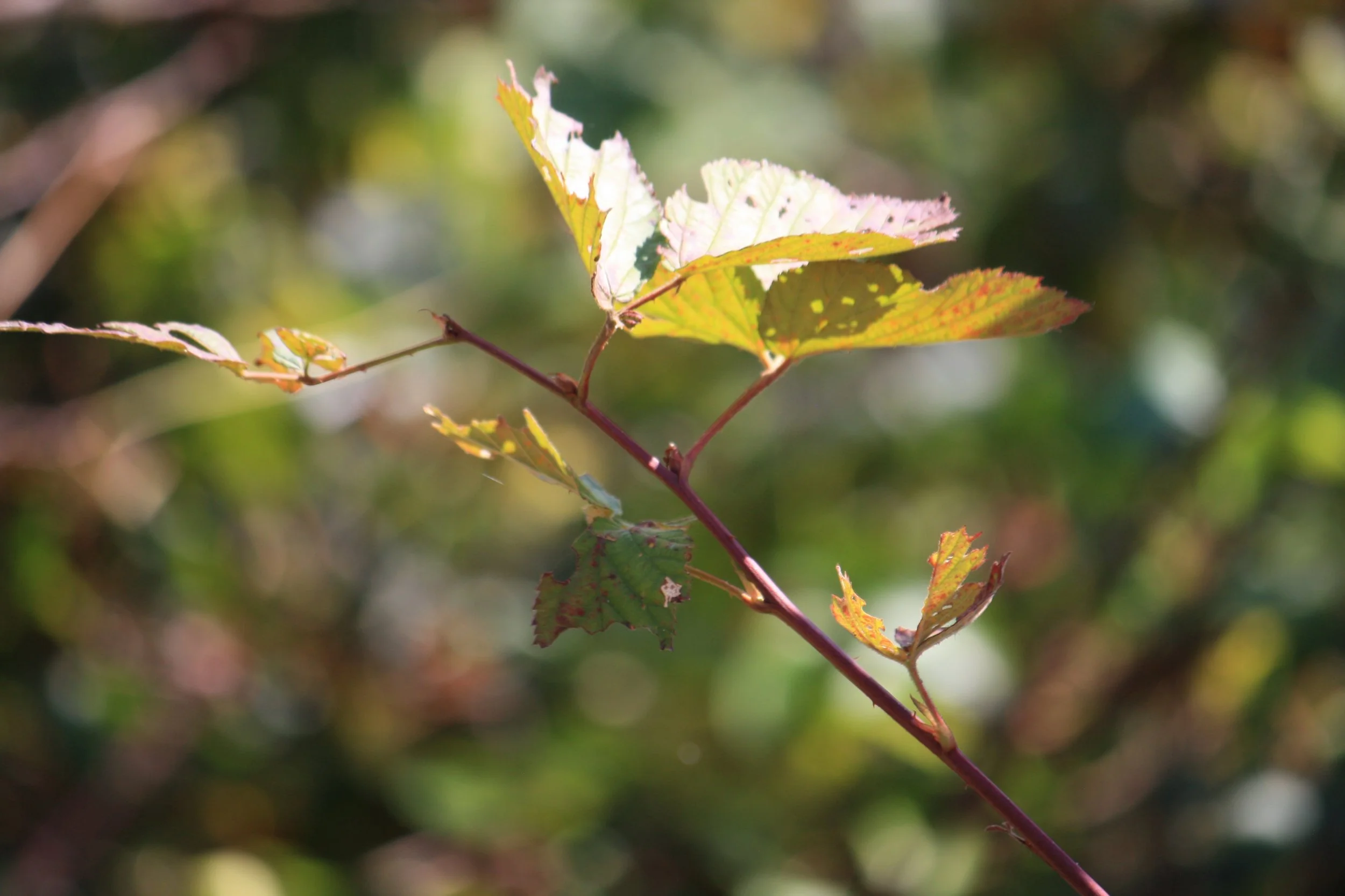 obscured | october 18, 2025