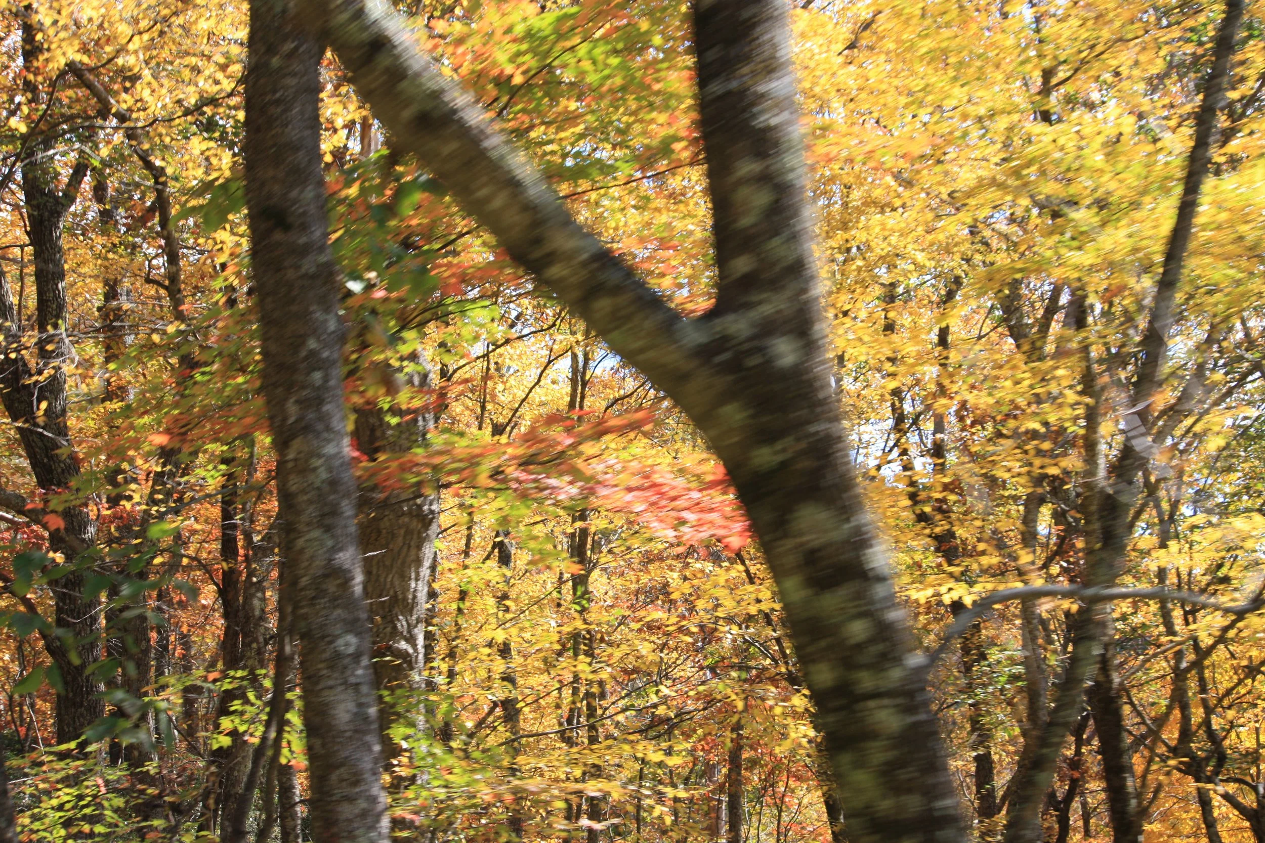 yellow_1 | october 18, 2025