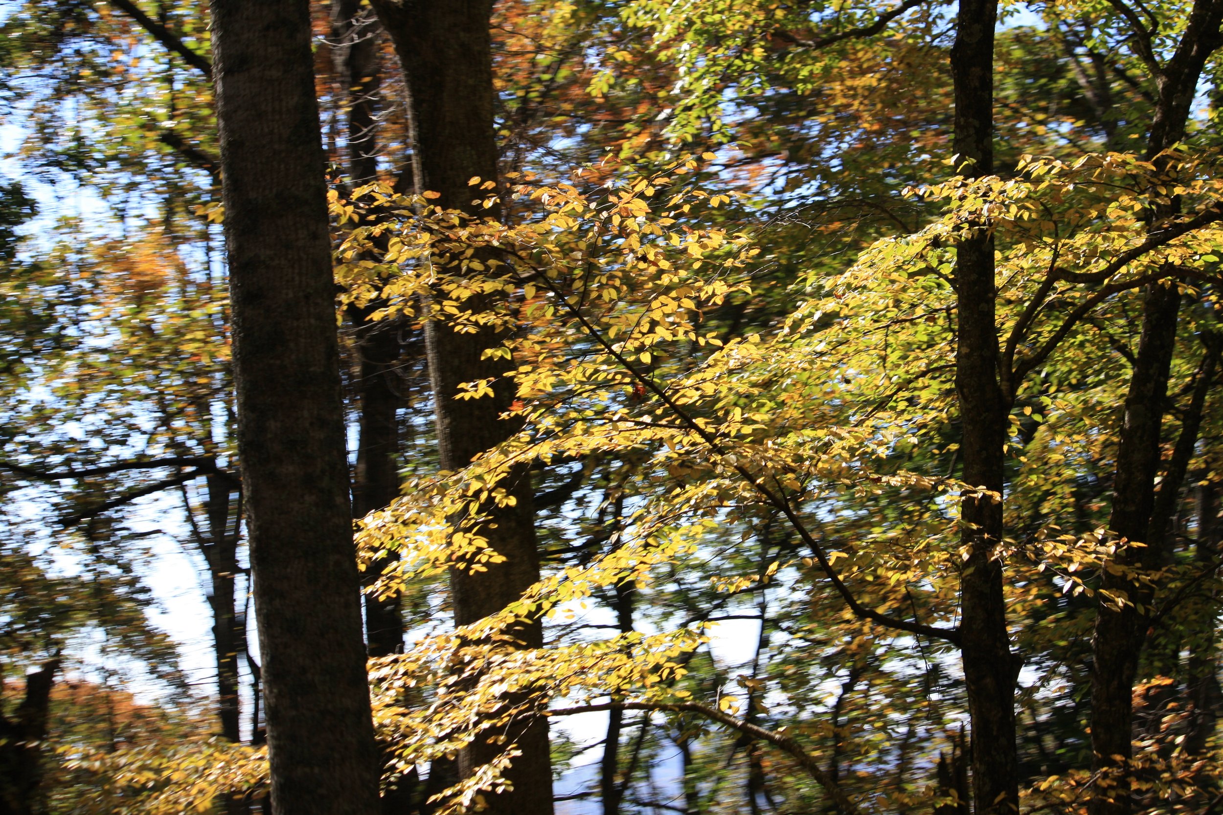 yellow_2 | october 18, 2025