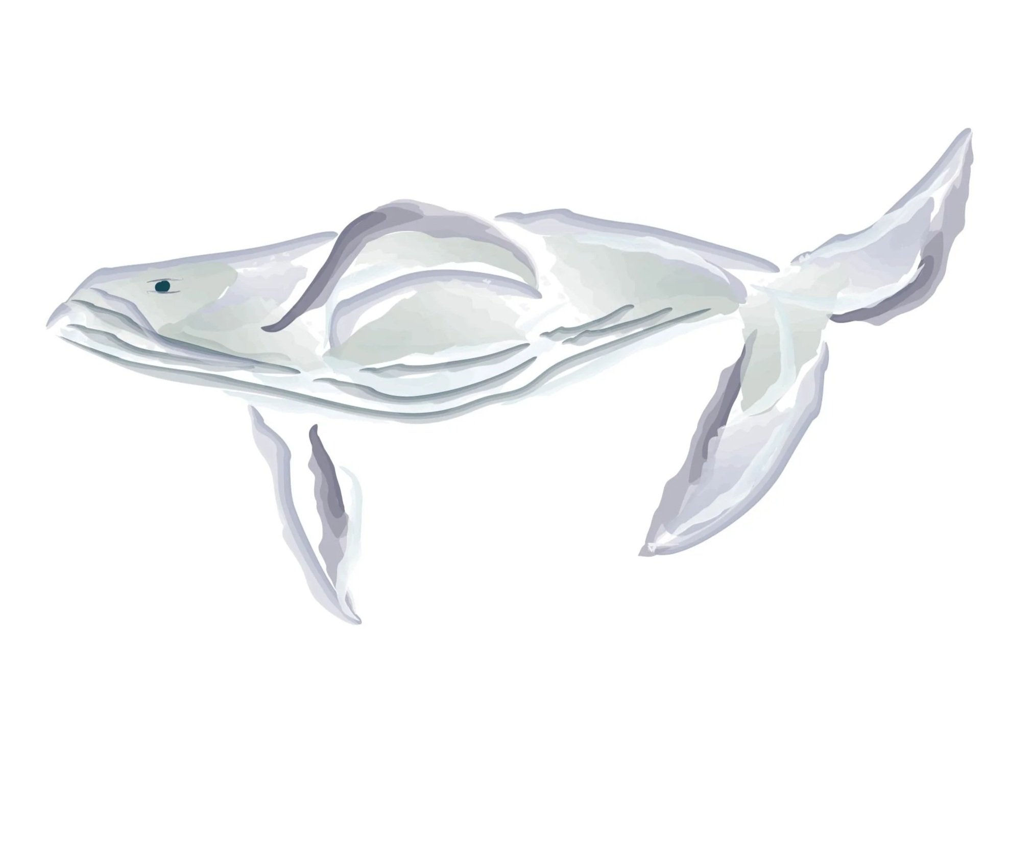 Illustration of a whale.
