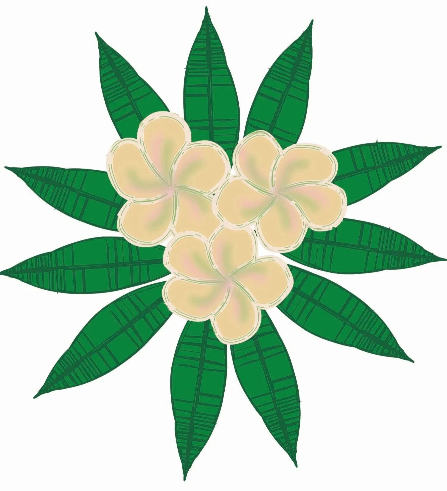 Illustration of three white frangipani flowers with pale yellow petals surrounded by green leaves .