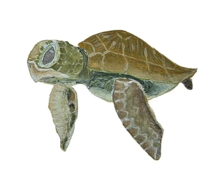 Turtle%2B%25281%2529.jpg (Copy) (Copy)