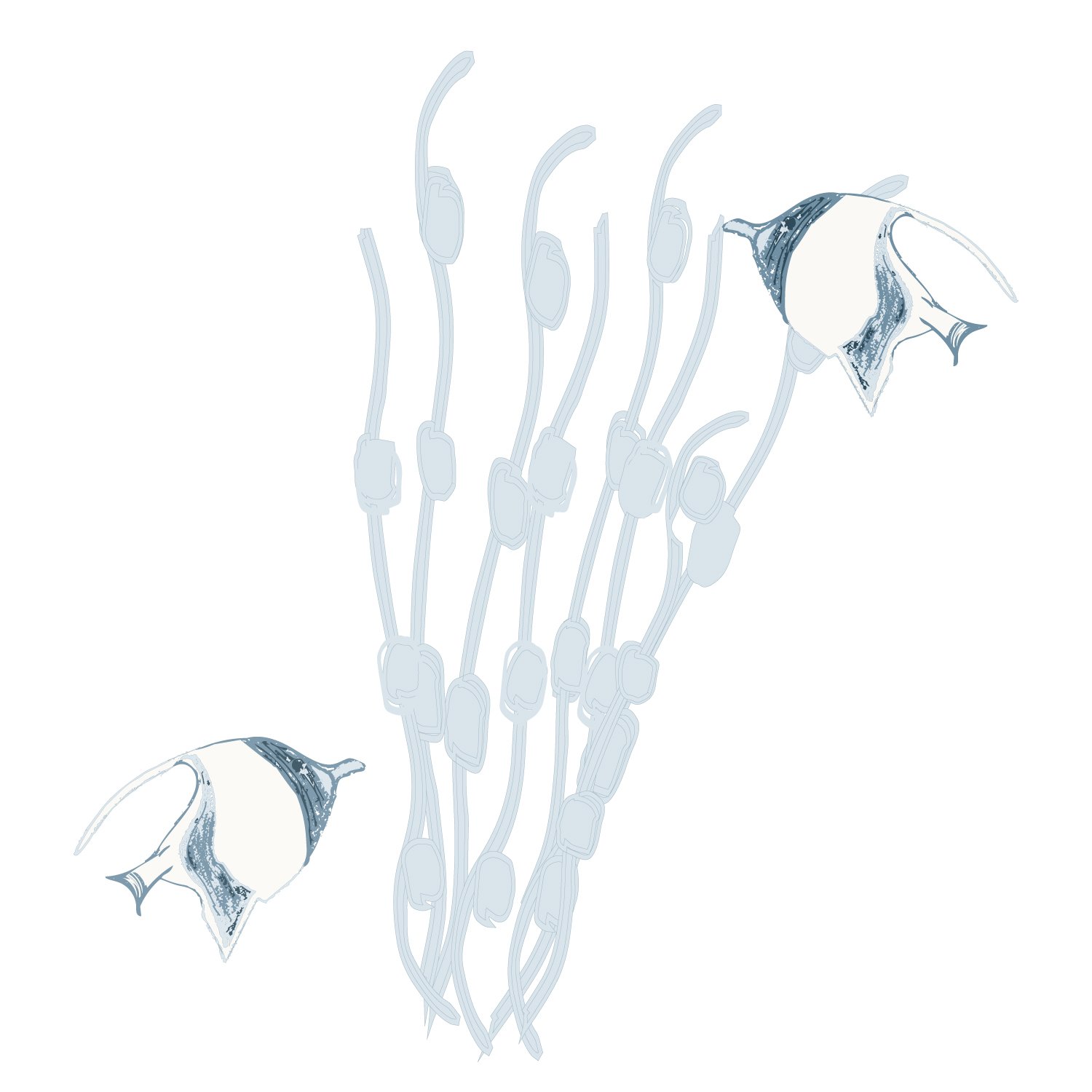 seaweed fish RGB.jpg