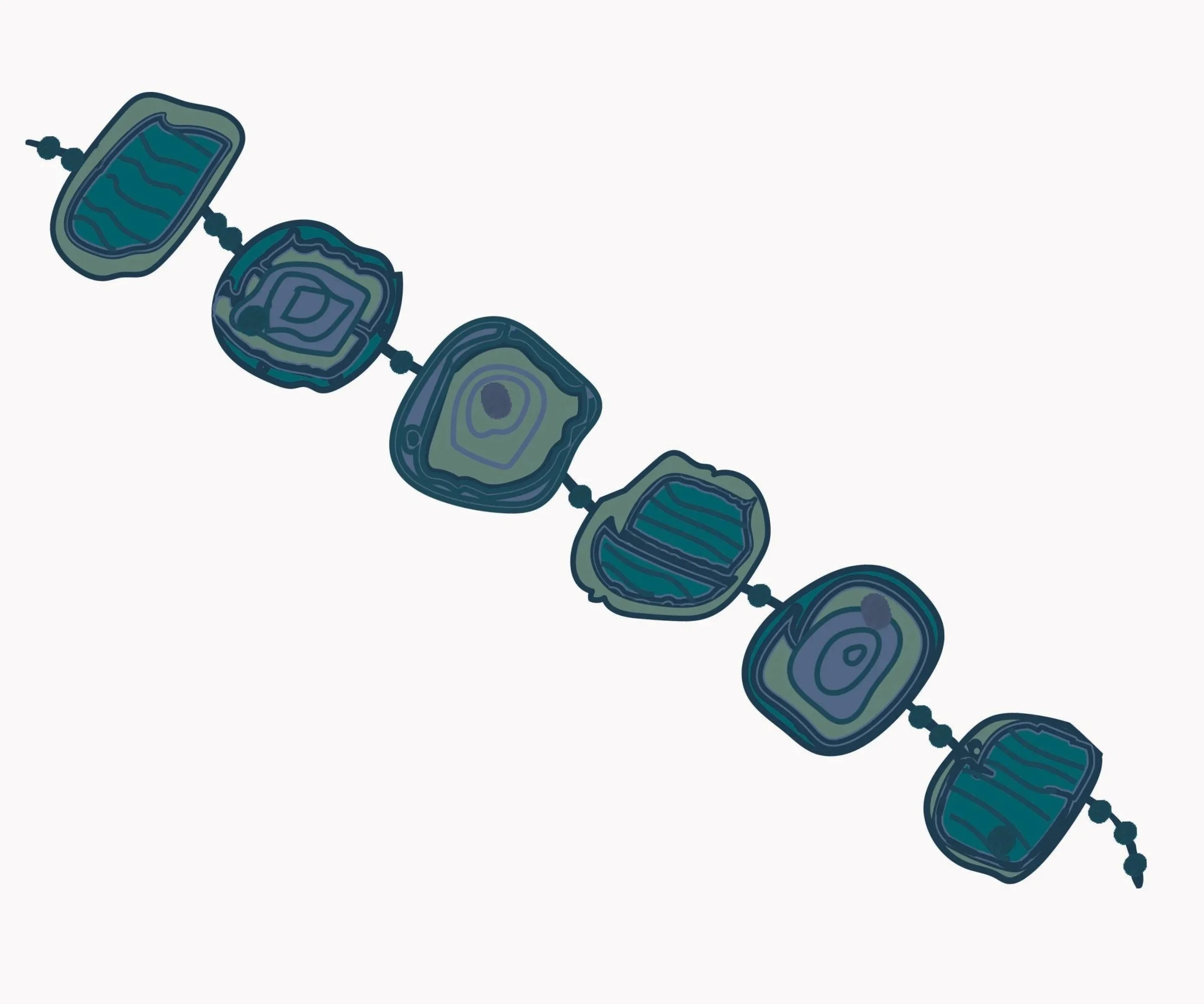 Neptune's necklace seaweed illustration