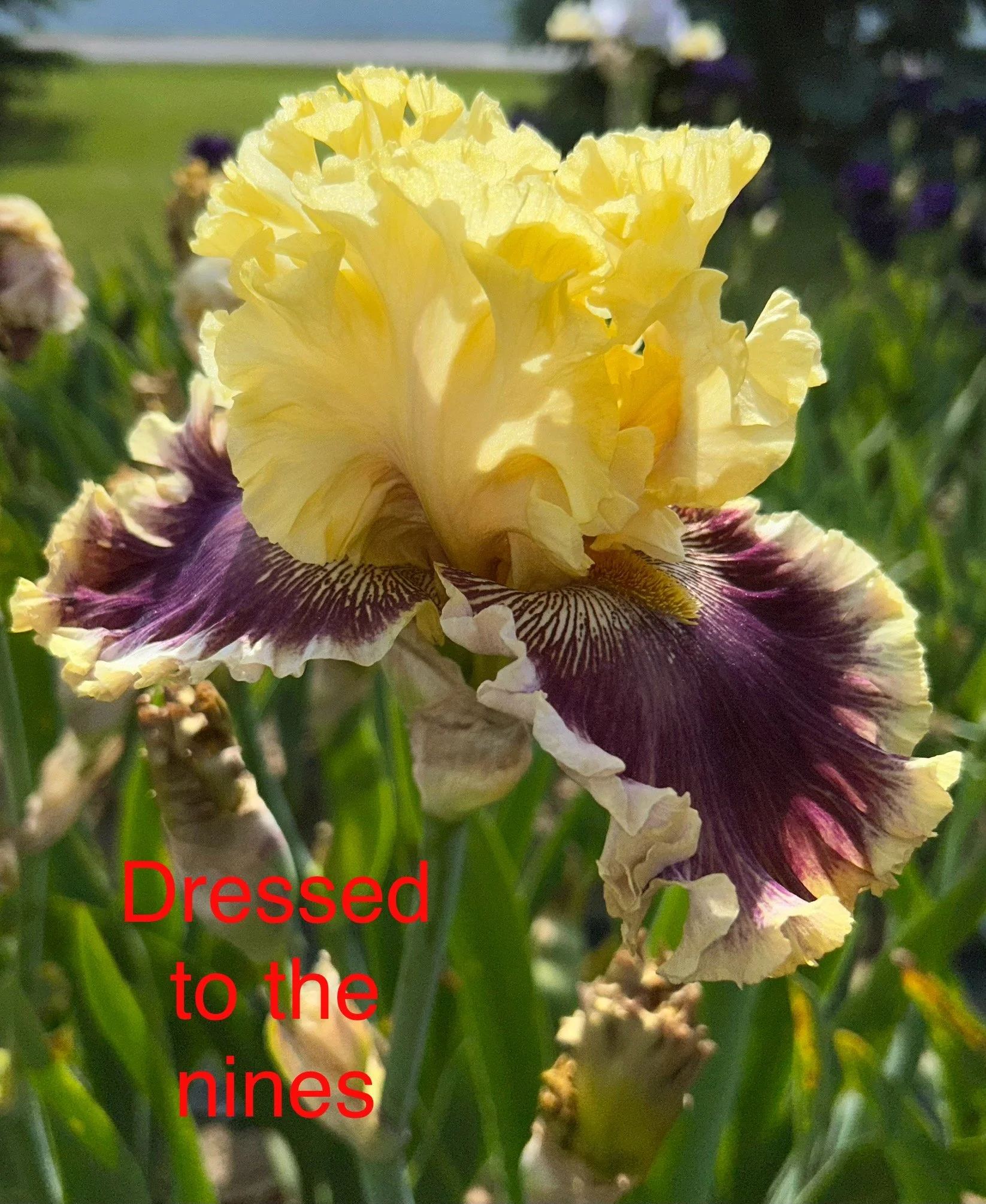 Dressed To The Nines