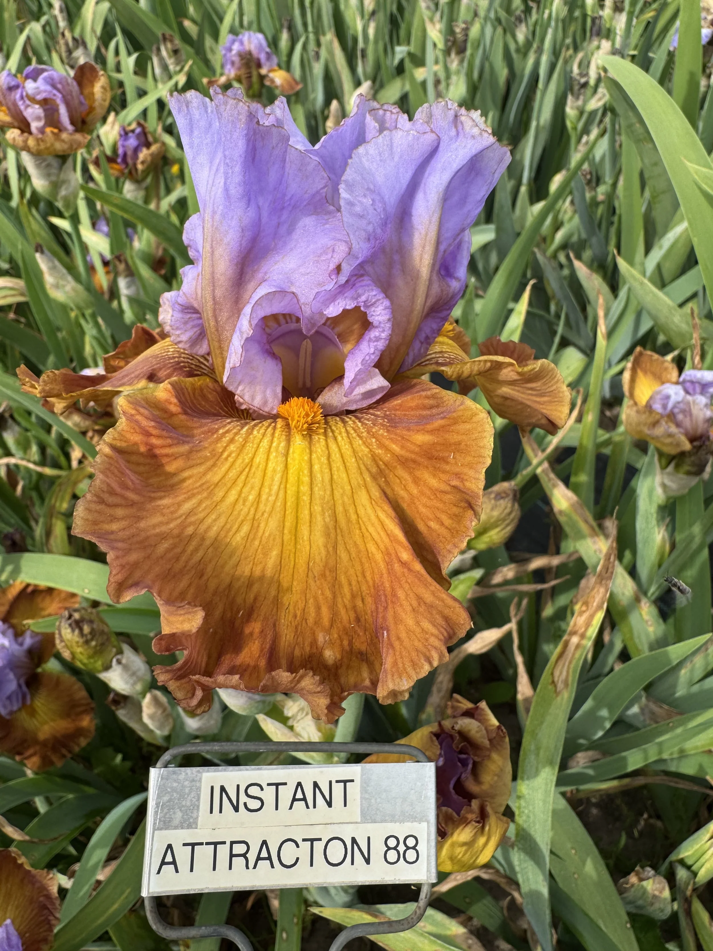 Instant Attraction