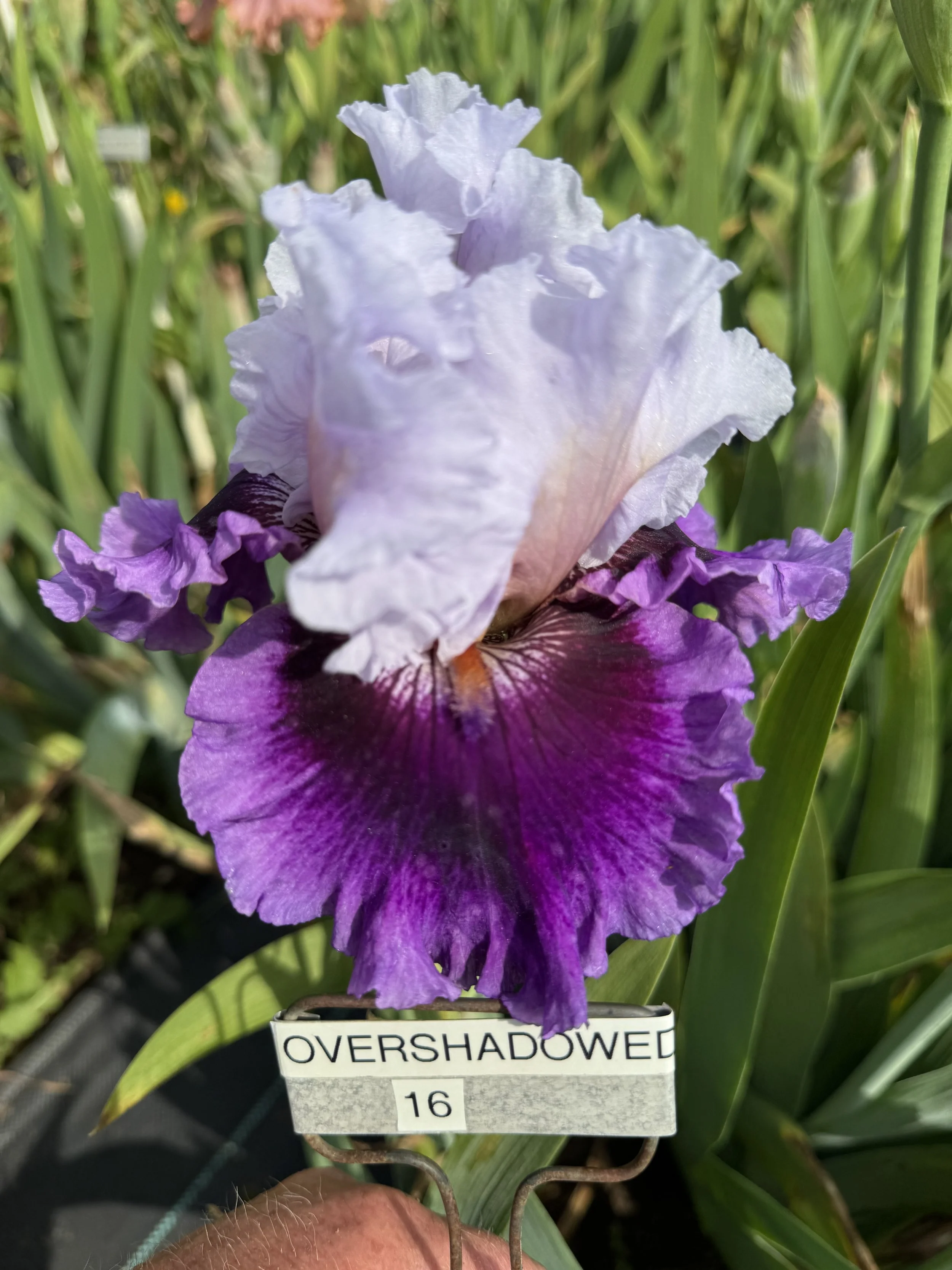 Overshadowed