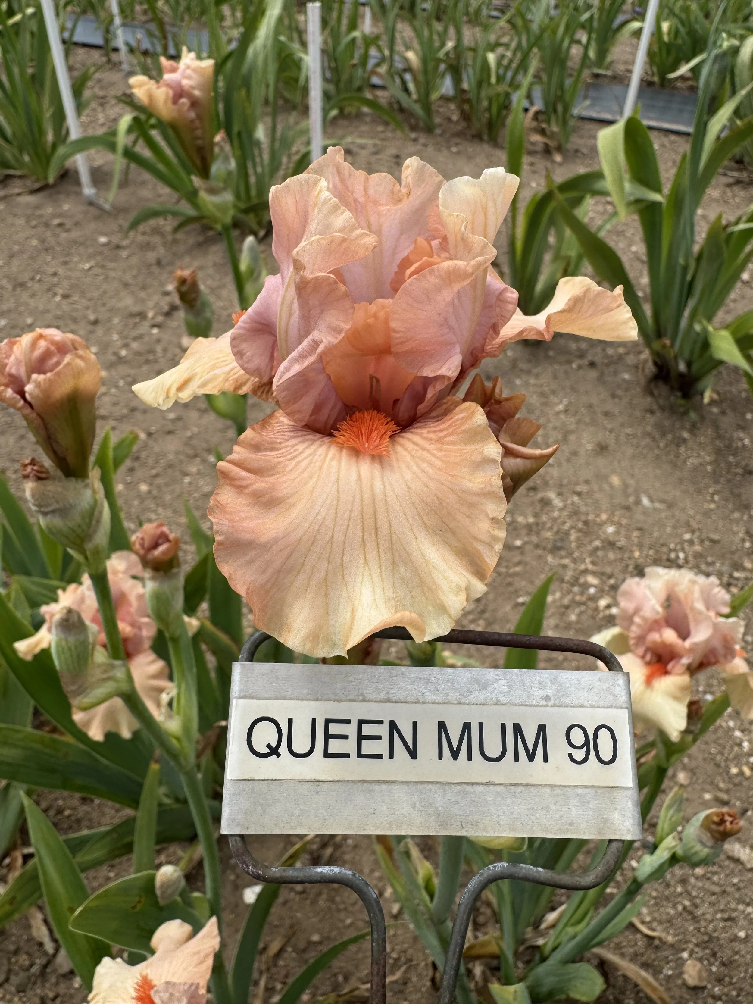 Queen Mum