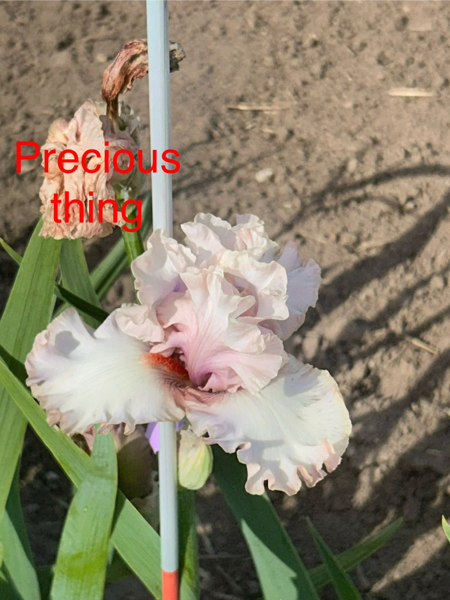 Precious Thing