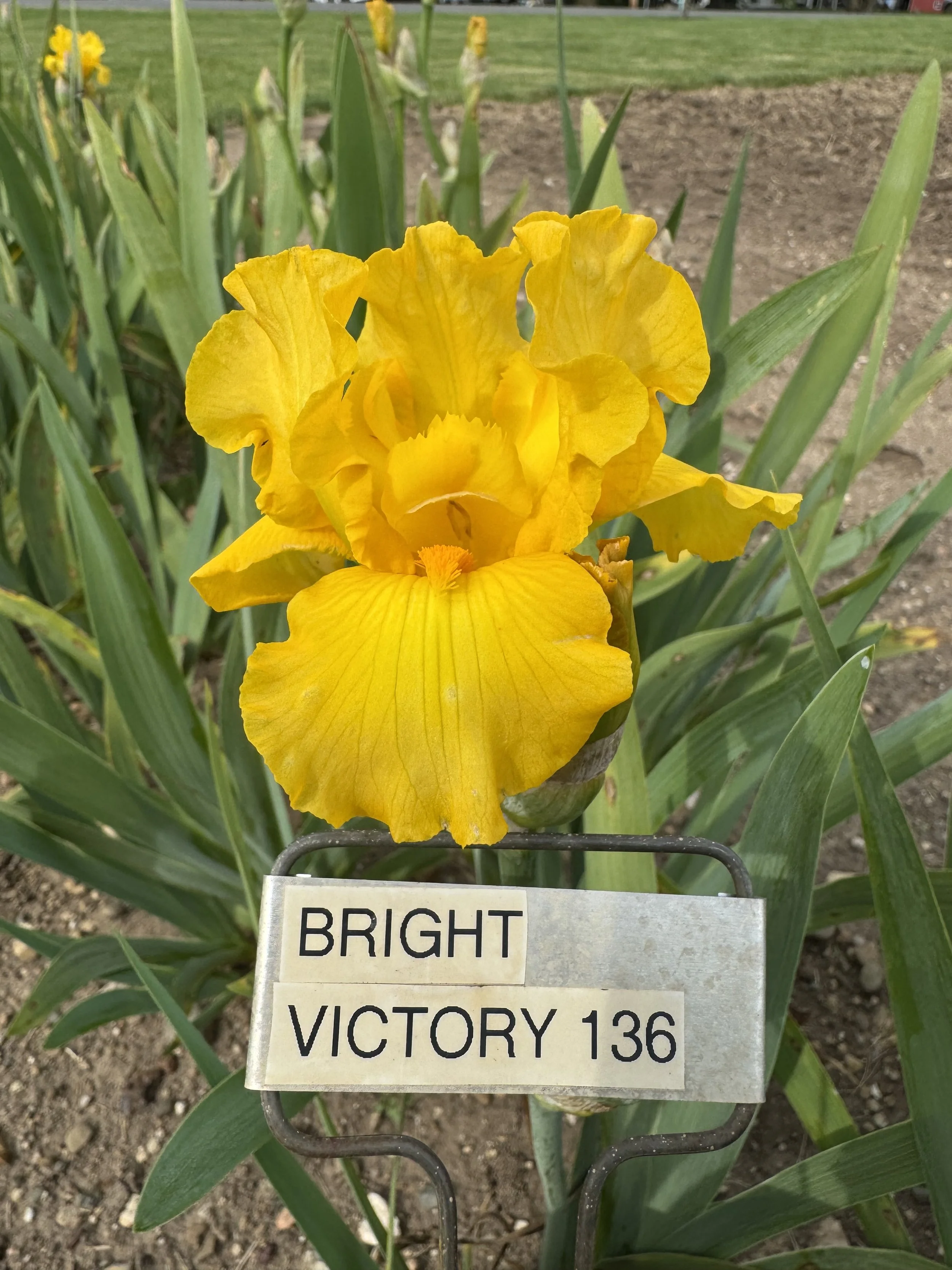 Bright Victory