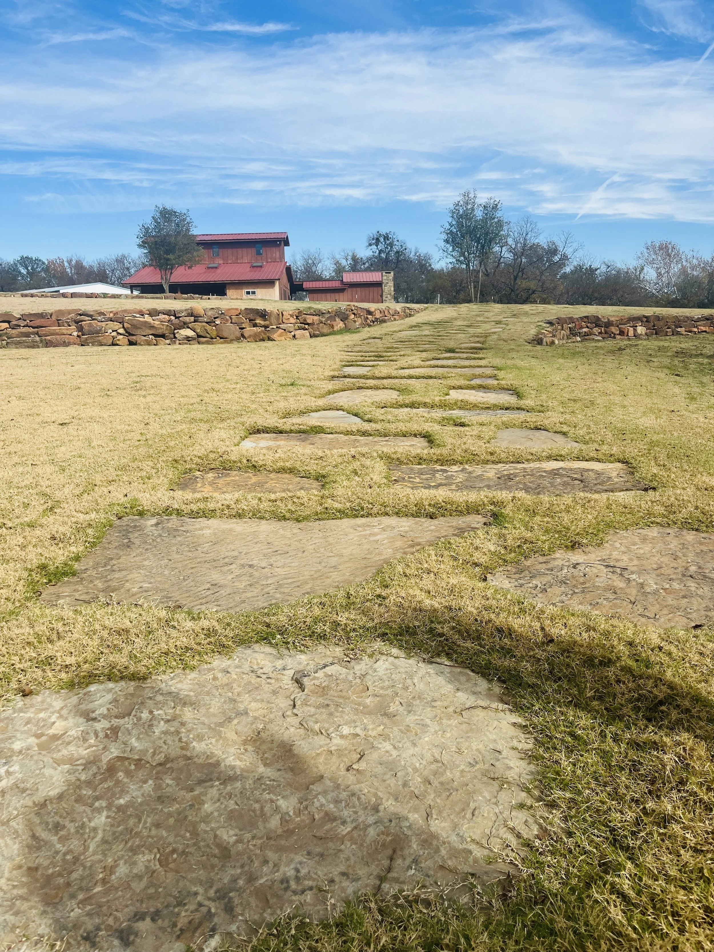 Magnolia Trees in Texas: Timeless Beauty for Southern Landscapes