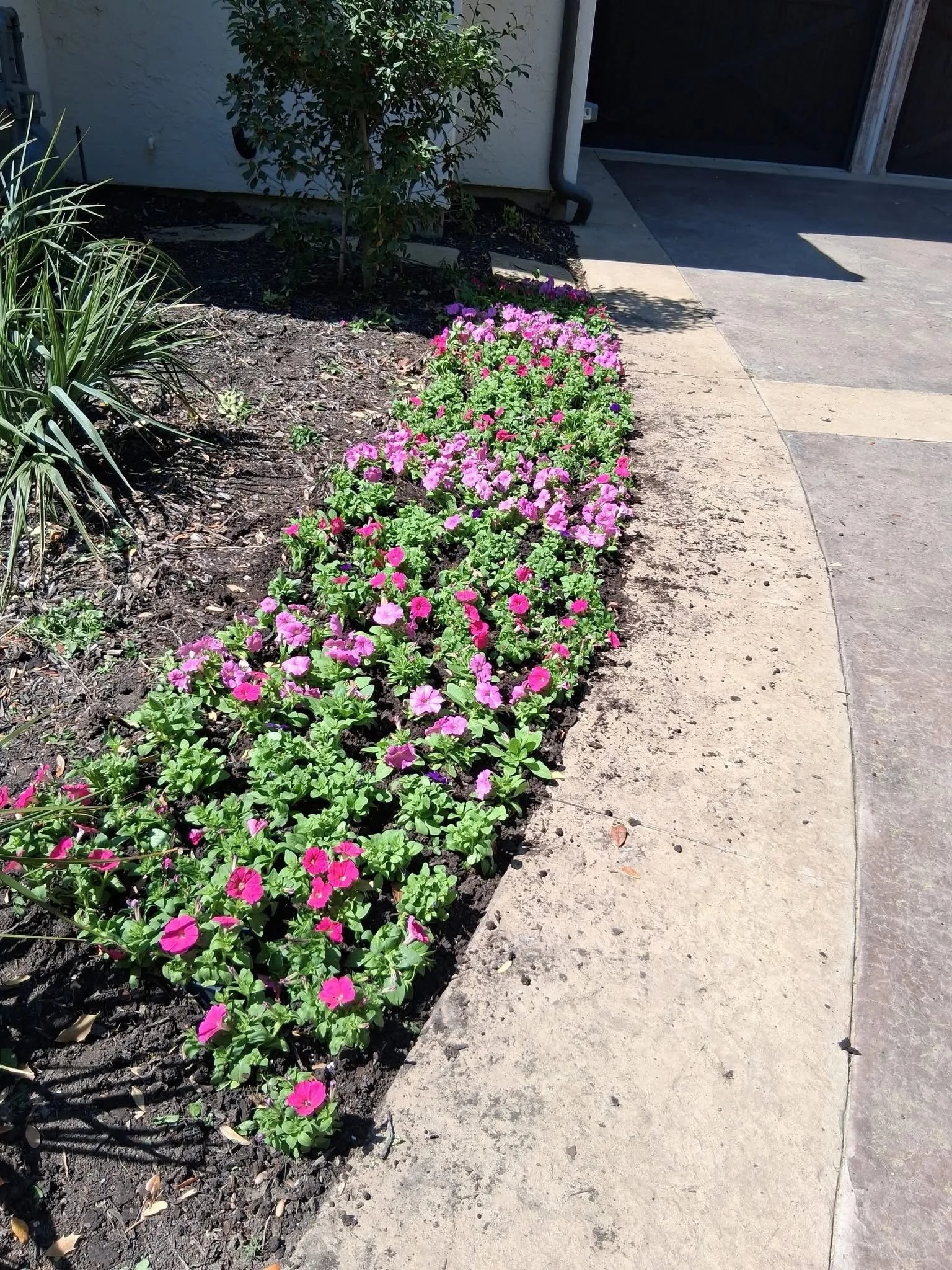 Top Flowers for a Stunning Spring Landscape