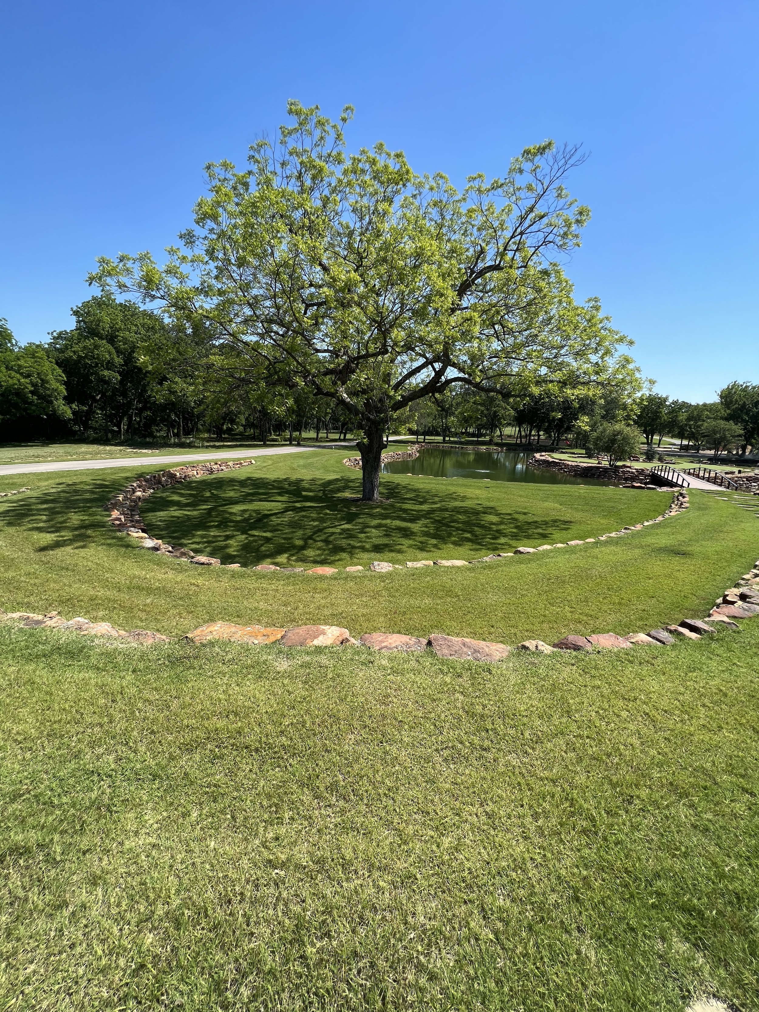 The Best Trees for Texas Weather: