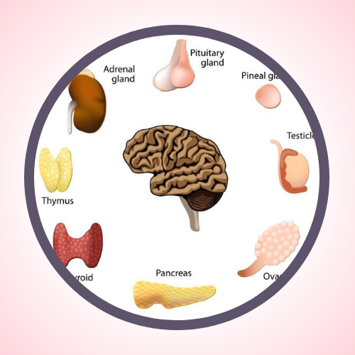 The Endocrine system - Hormones out of balance