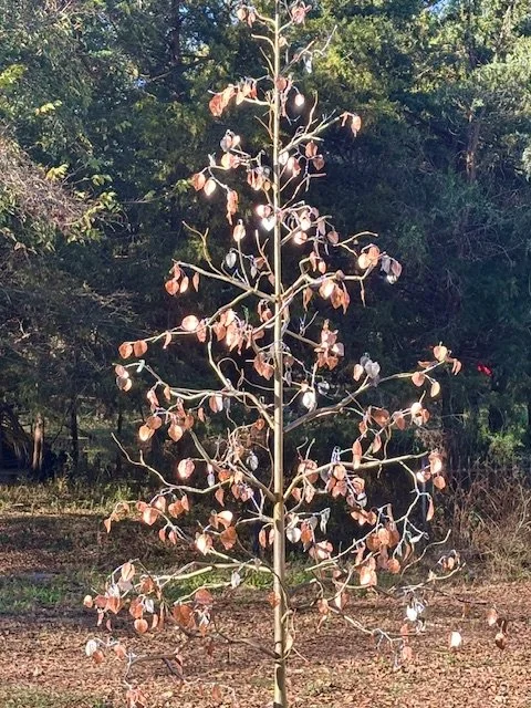 A tall, thin tree with sparse branches and wilted, brown leaves in a natural environment with greenery in the background.