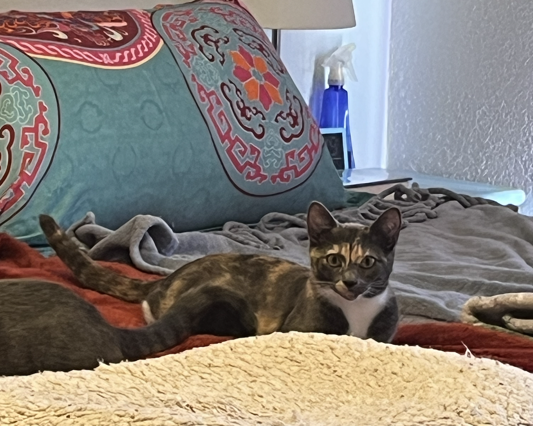 Screen Shot 2026-04-07 at 8.10.39 PM.png