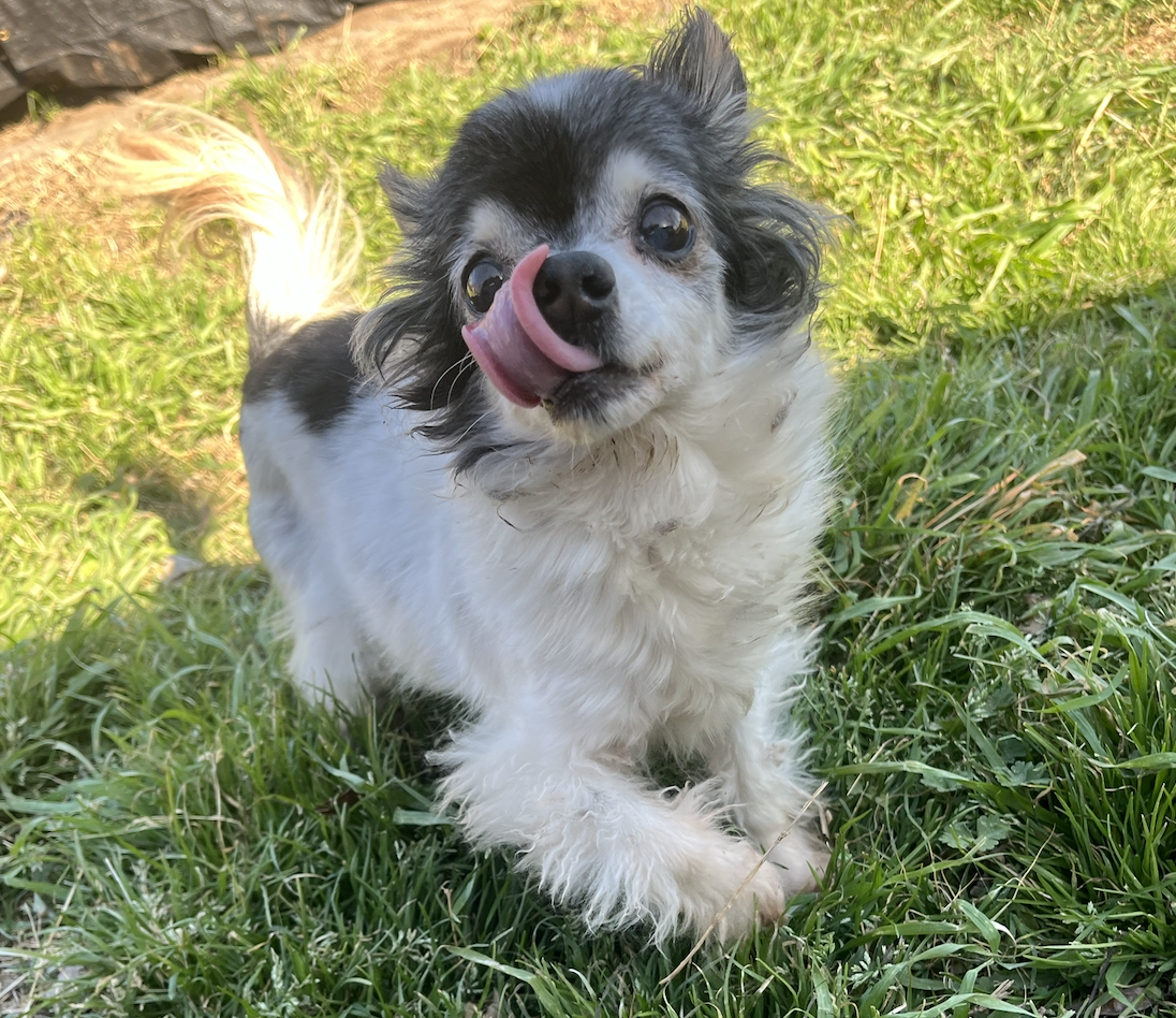 Screen Shot 2026-04-07 at 7.59.27 PM.png