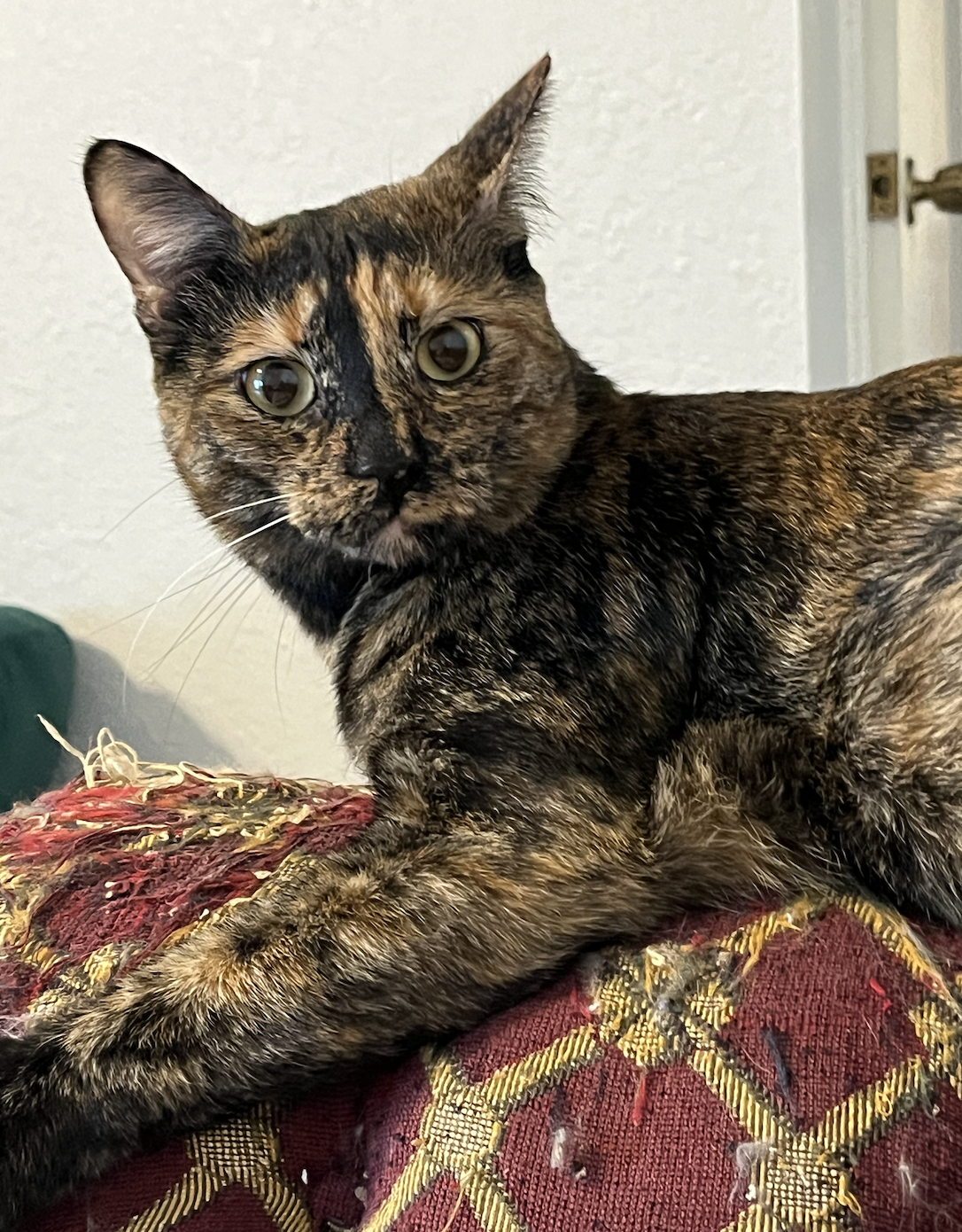 Screen Shot 2026-04-07 at 8.11.20 PM.png