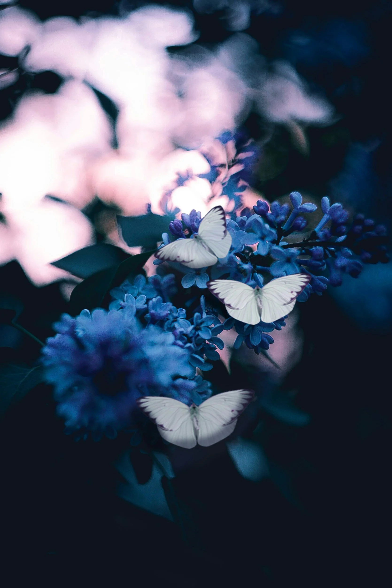 Close-up of purple flowers with four white butterflies resting on them, dark background with blurred pinkish light.