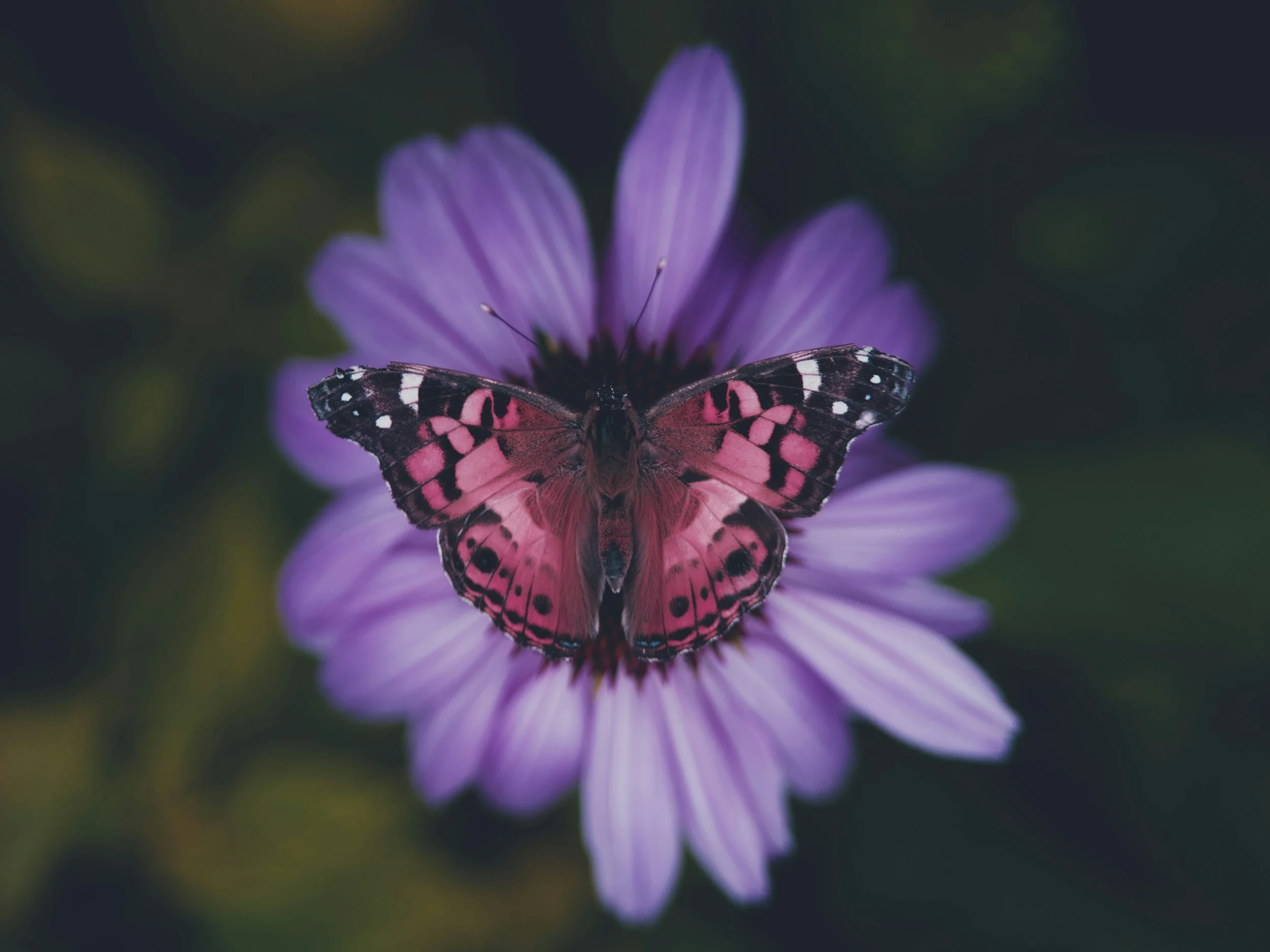 Butterfly with pink and black wings resting on a purple flower with a dark background.