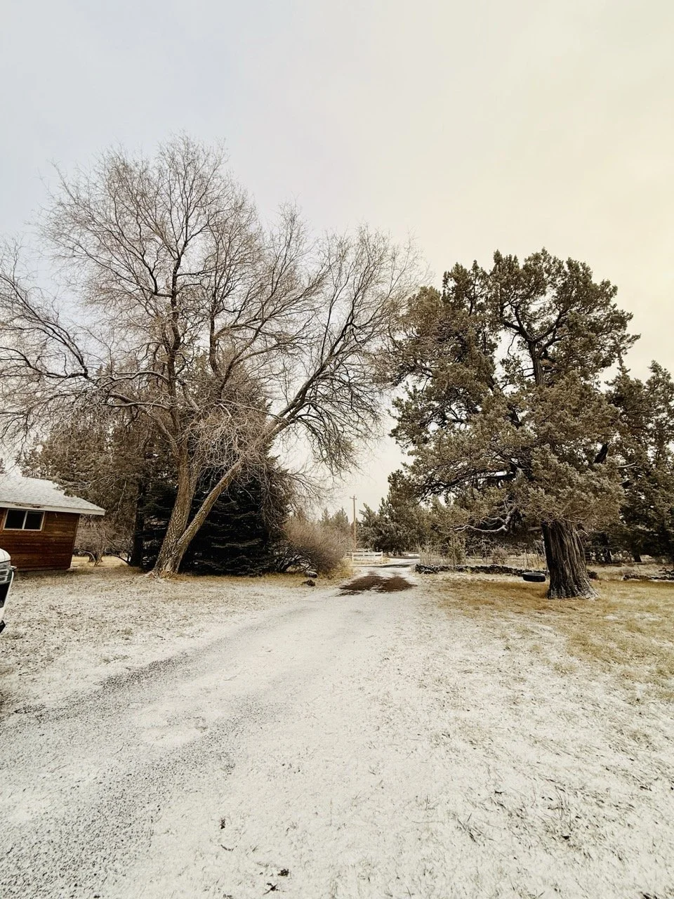 Bear Creek Snow Trees Entry Vert.jpeg