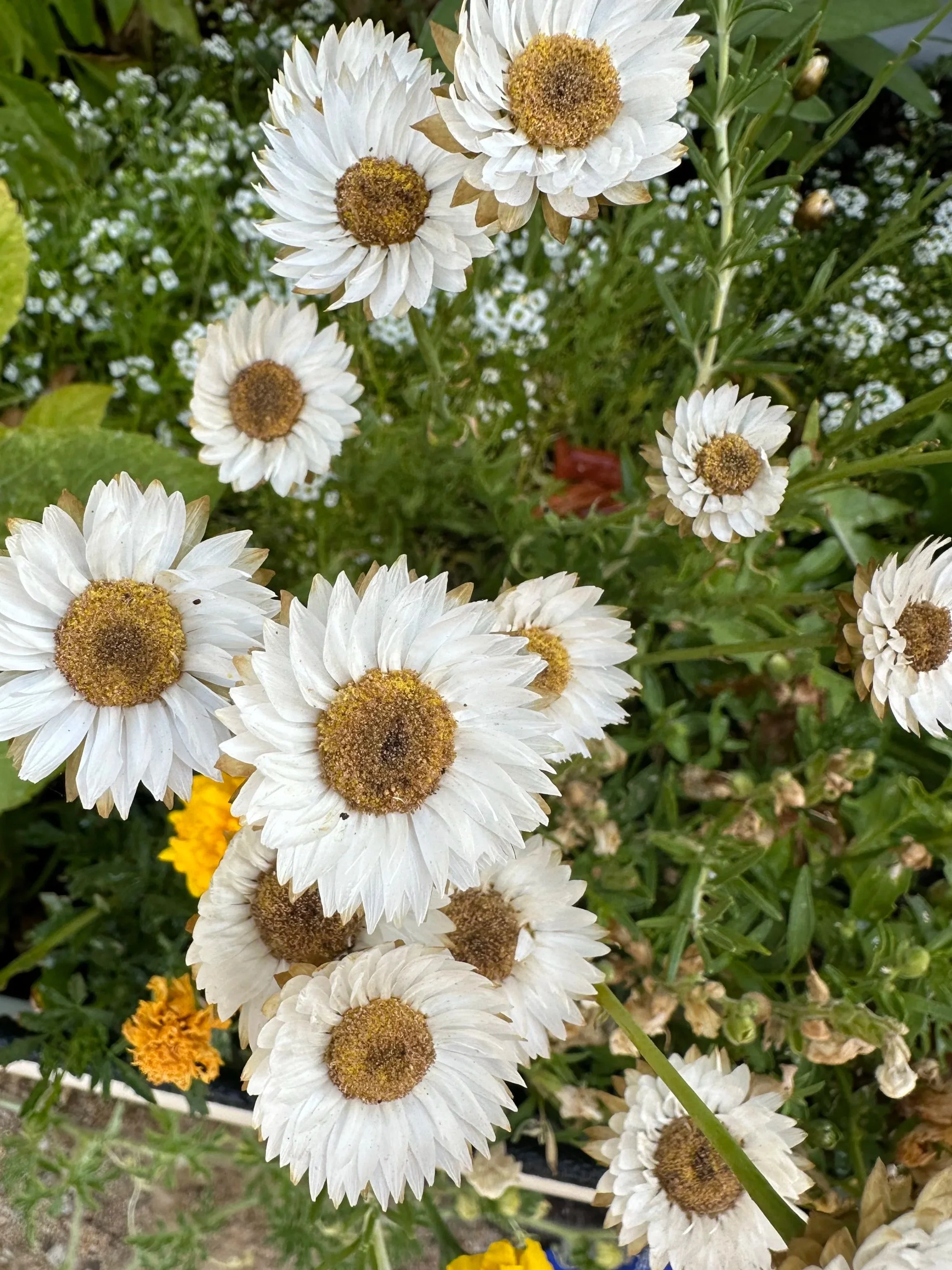 Welcome to Our Little Slice of Slow Living