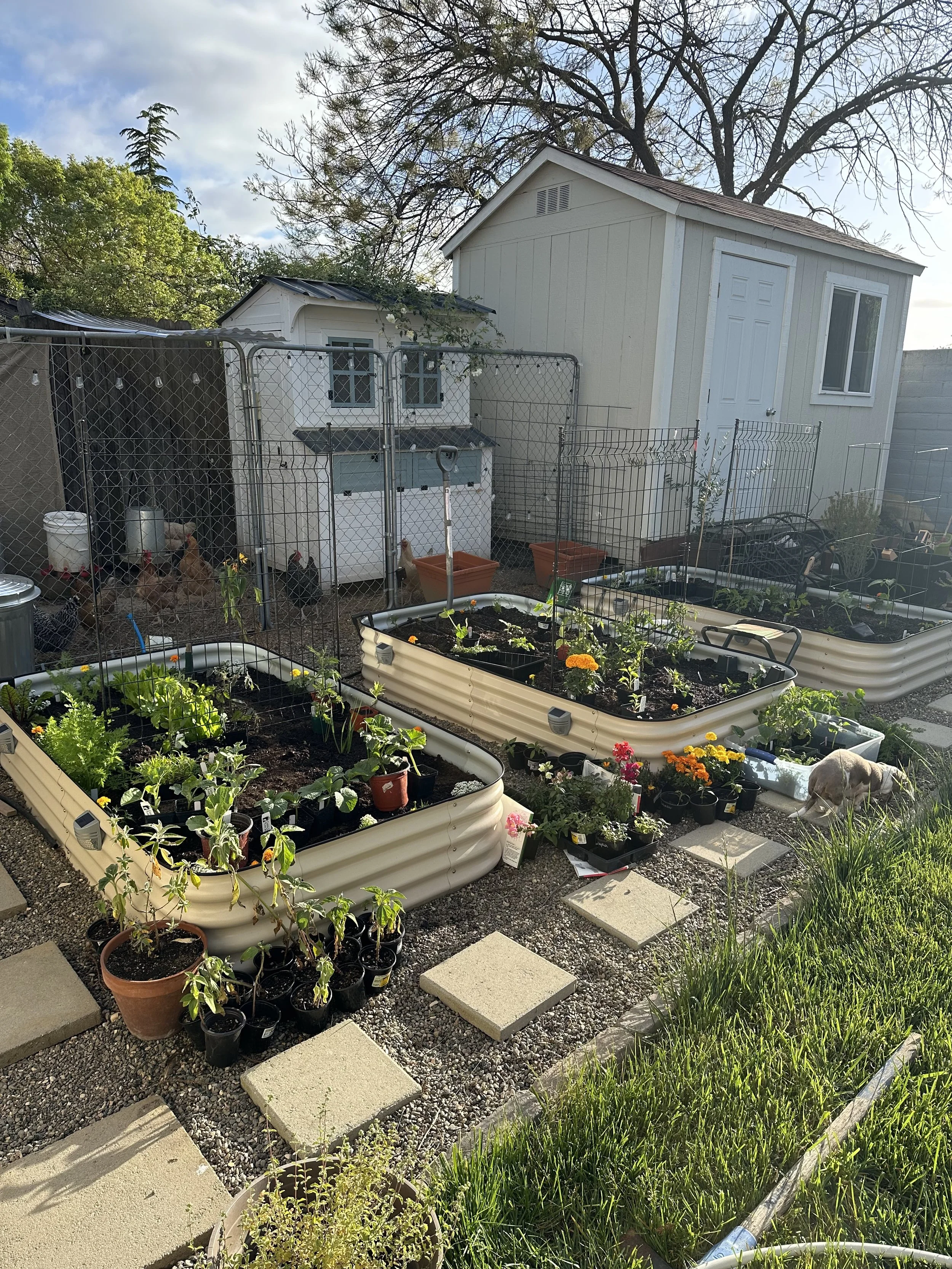 Homesteading in a Regular Home: What It Looks Like for Our Family