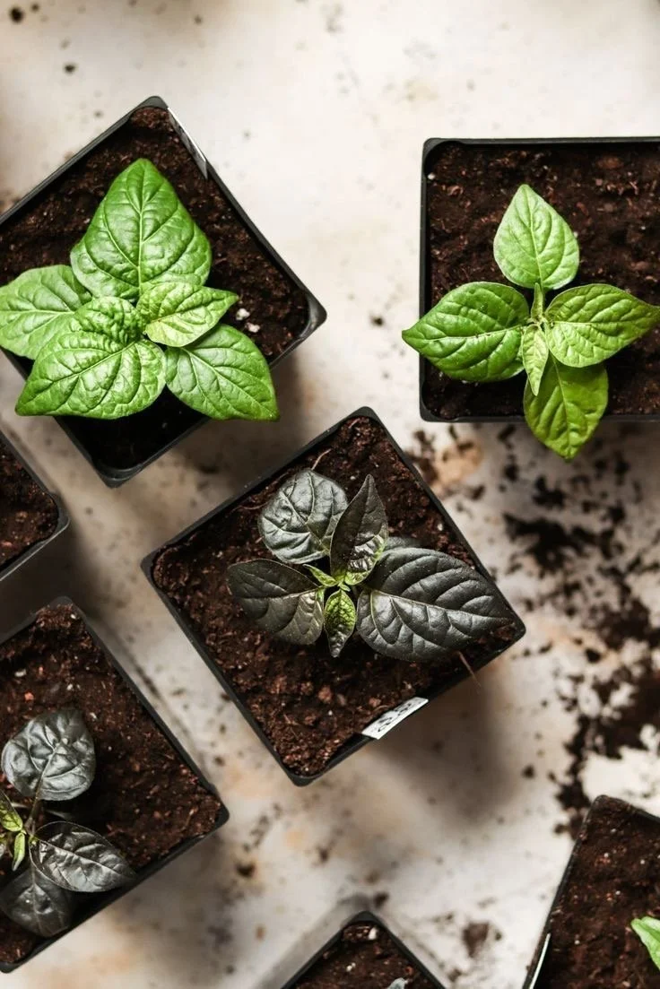 What To Grow In Your Garden In Feb/March Zone 9b