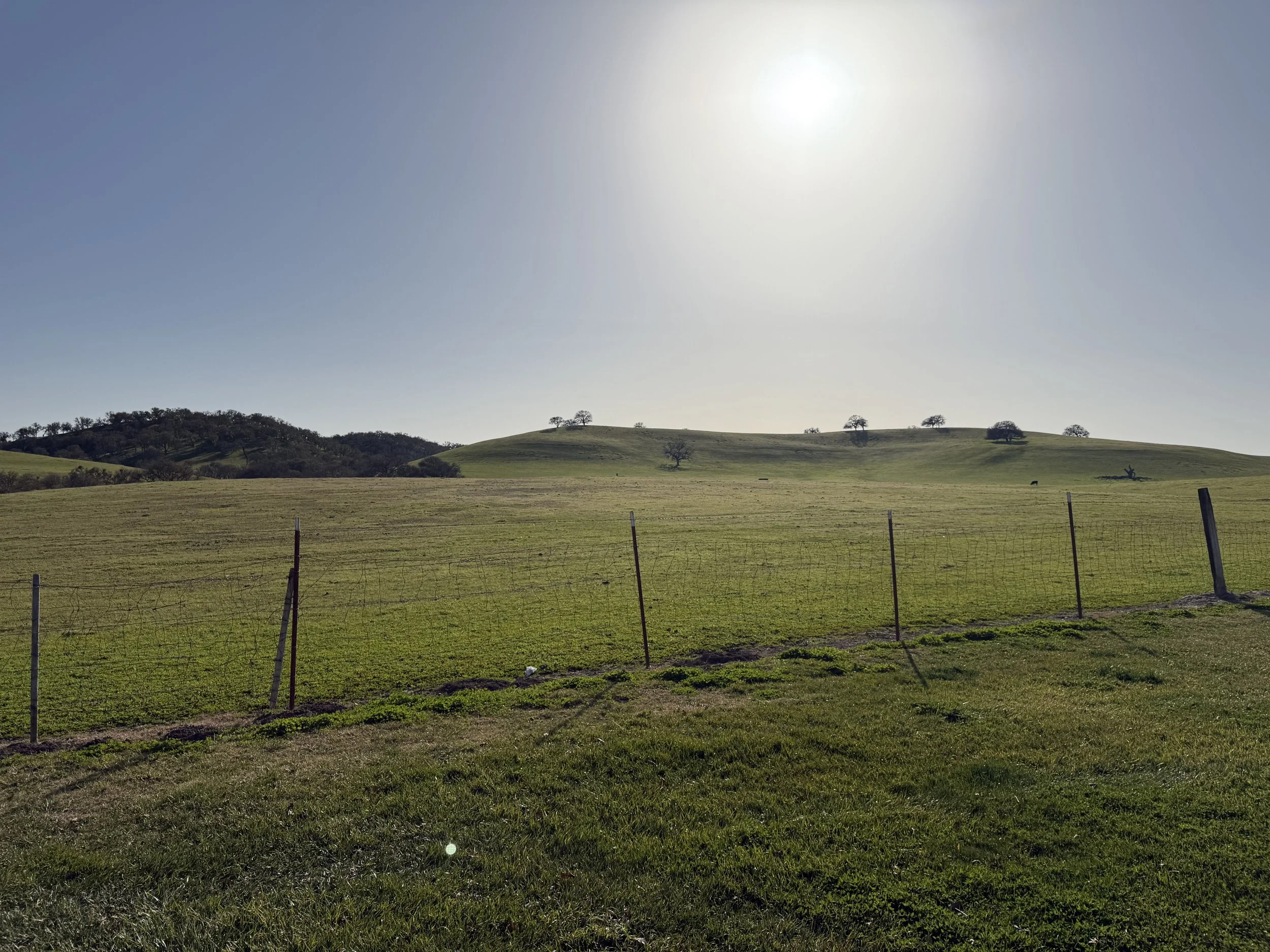 A Little Taste of Spring (Even If It’s Still February)