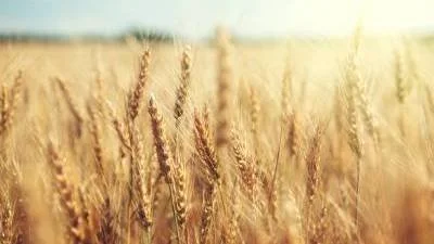 A golden wheat field under a clear sky.
