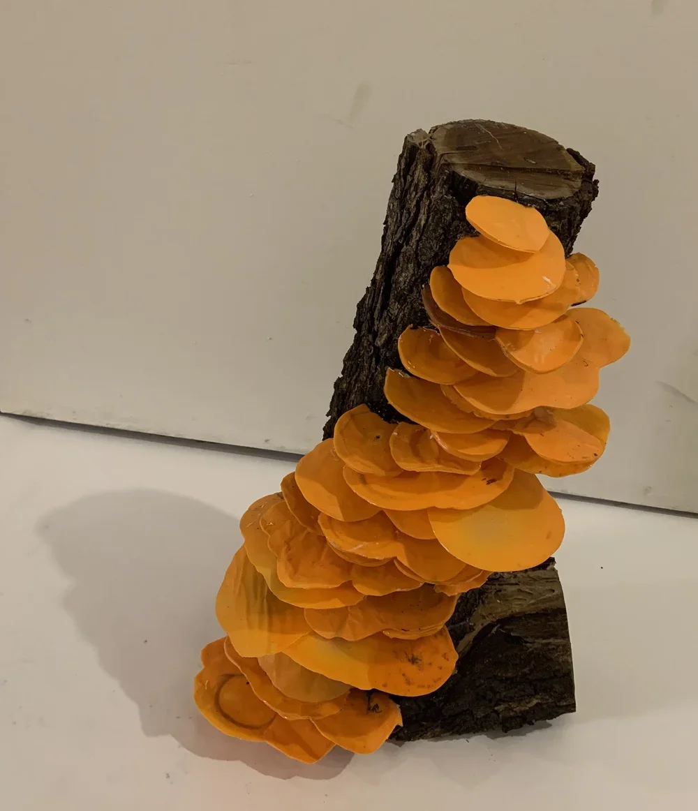 Linda Judge, Nothing but Oranges (2024), Recycled plastic lids/wood, 30 x 30 x 40 cm