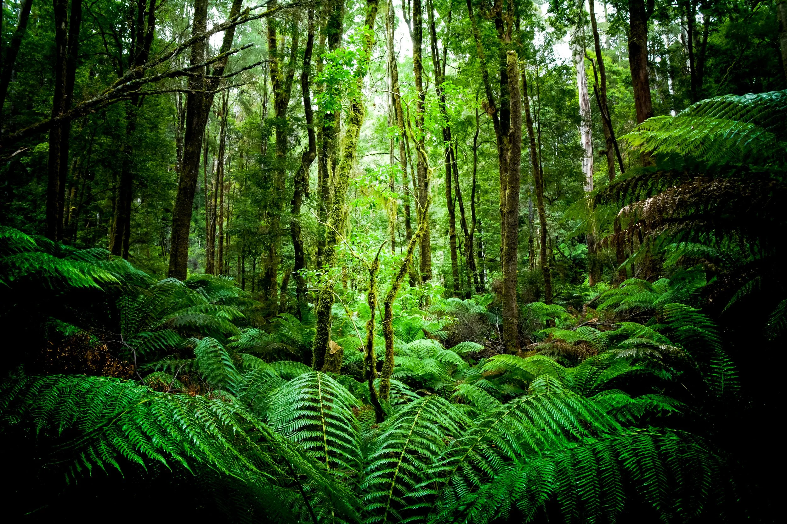 finalforrest.JPG