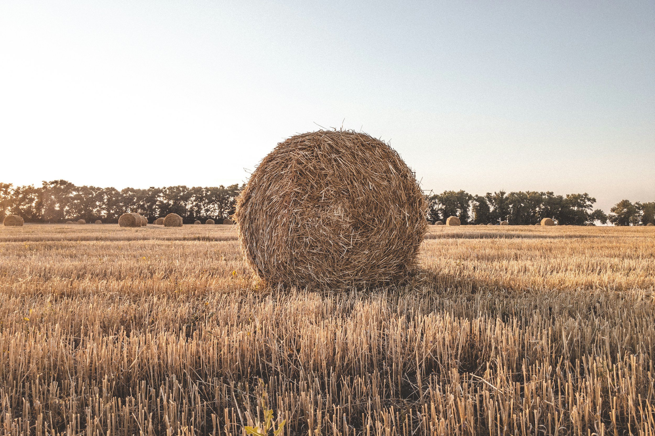 A large round hay bale in a harvested wheat field with more hay bales in the background and trees on the horizon during sunset.